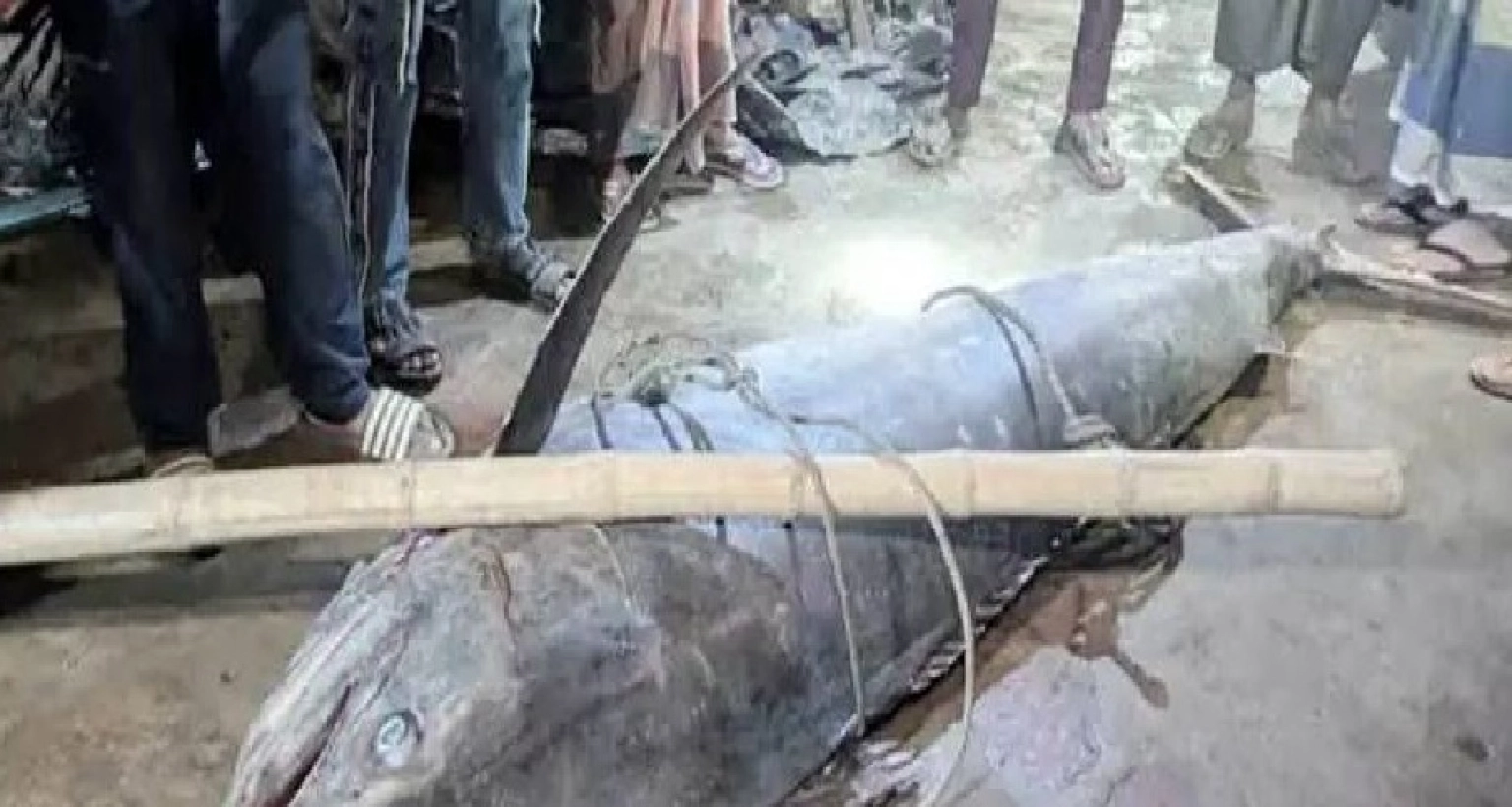 ধরা পড়া এই মাছটির ওজন ২০০ কেজি