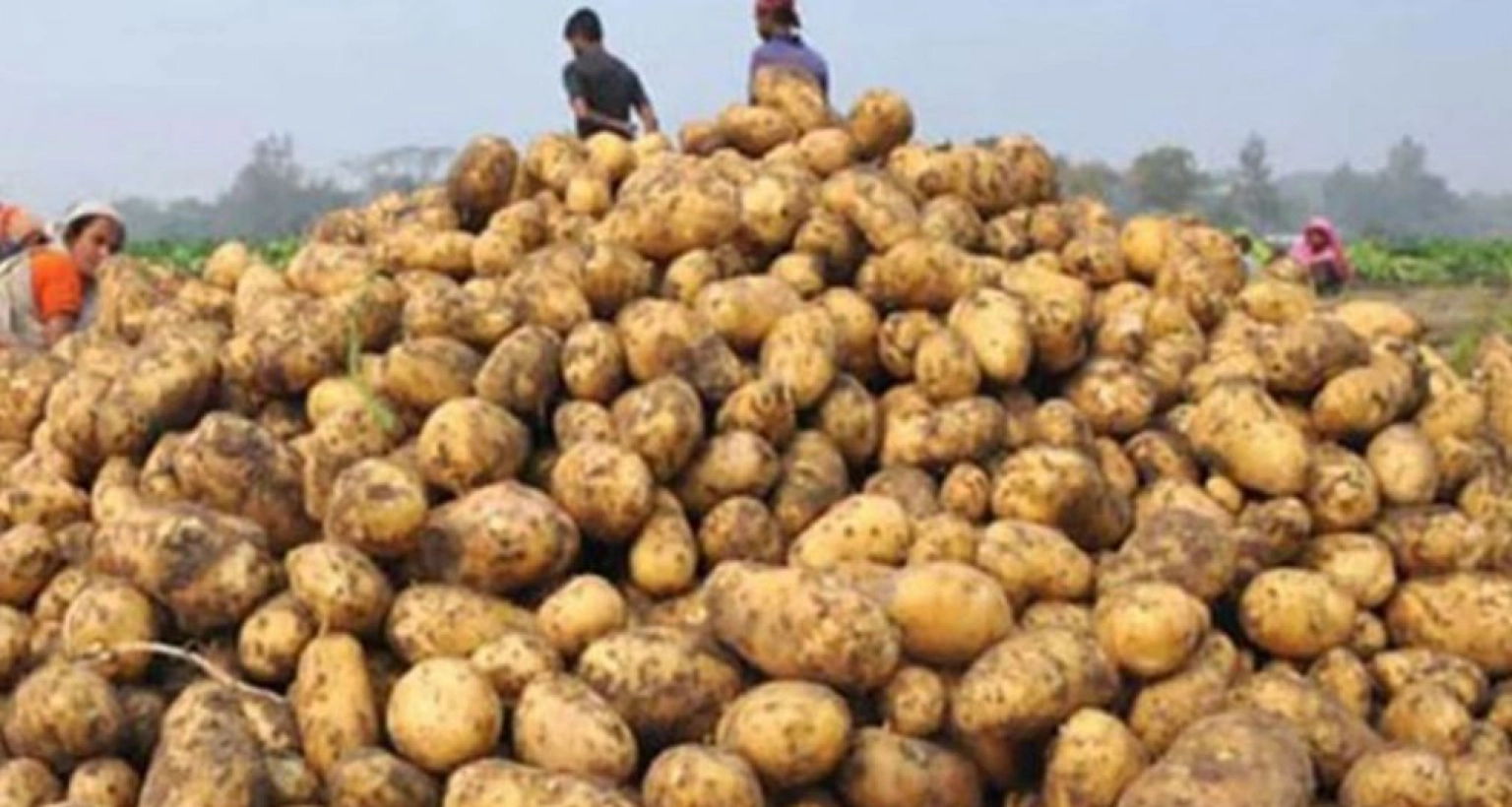 আলুর কেজি ৩ টাকা, তবুও মিলছে ক্রেতা!