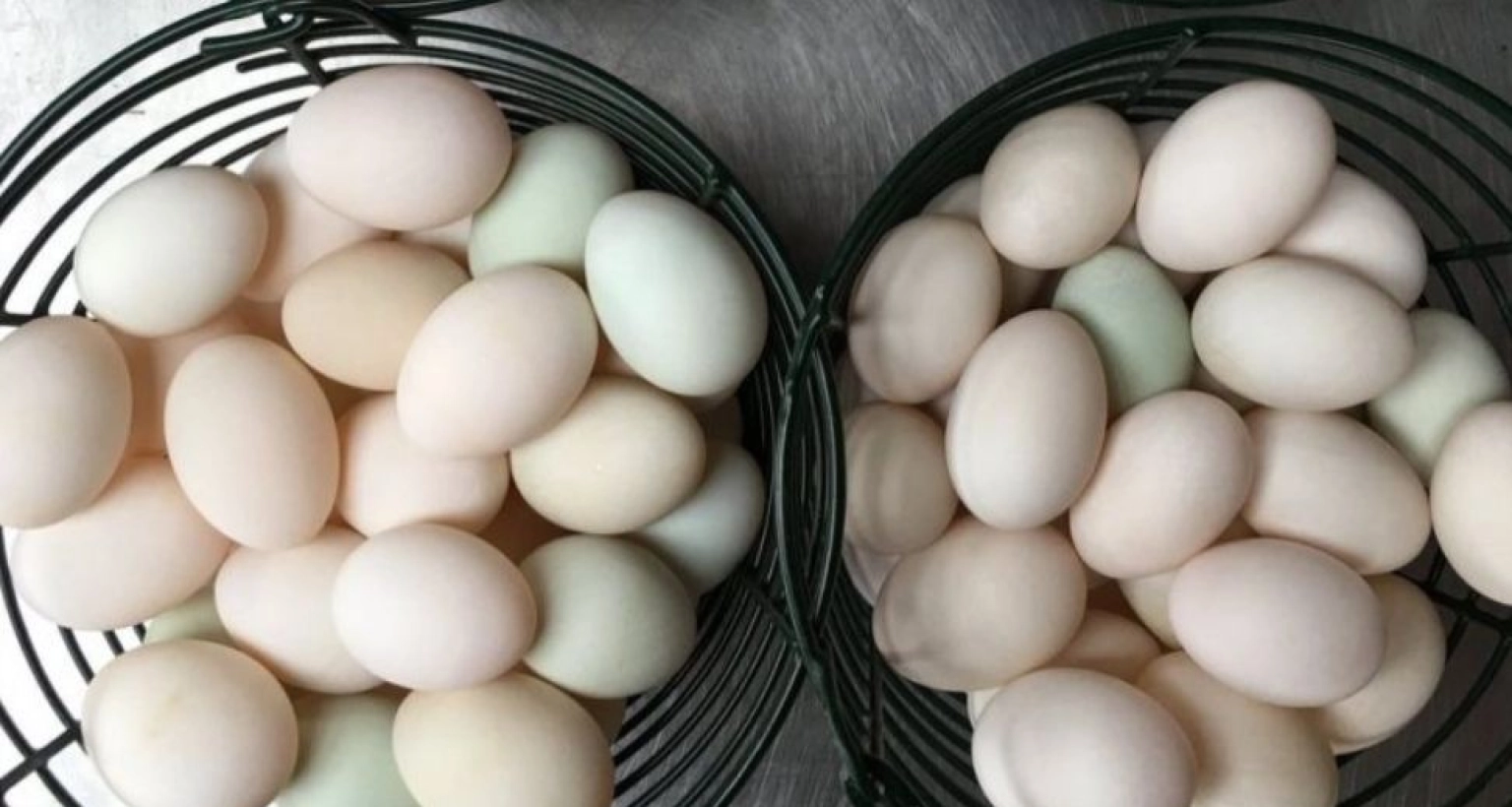 হঠাৎ হাঁসের ডিমের দামে বড় পতন 