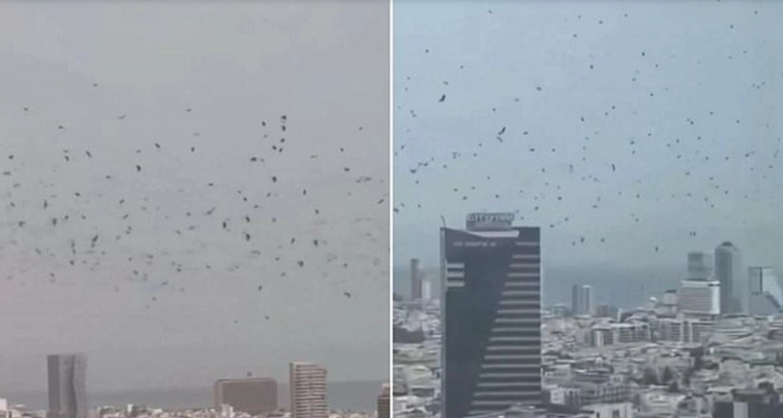 হঠাৎ হাজার হাজার কাকে ঢেকে গেছে ইসরাইলের বাণিজ্যিক রাজধানী, যে আতঙ্কে ইসরাইলিরা
