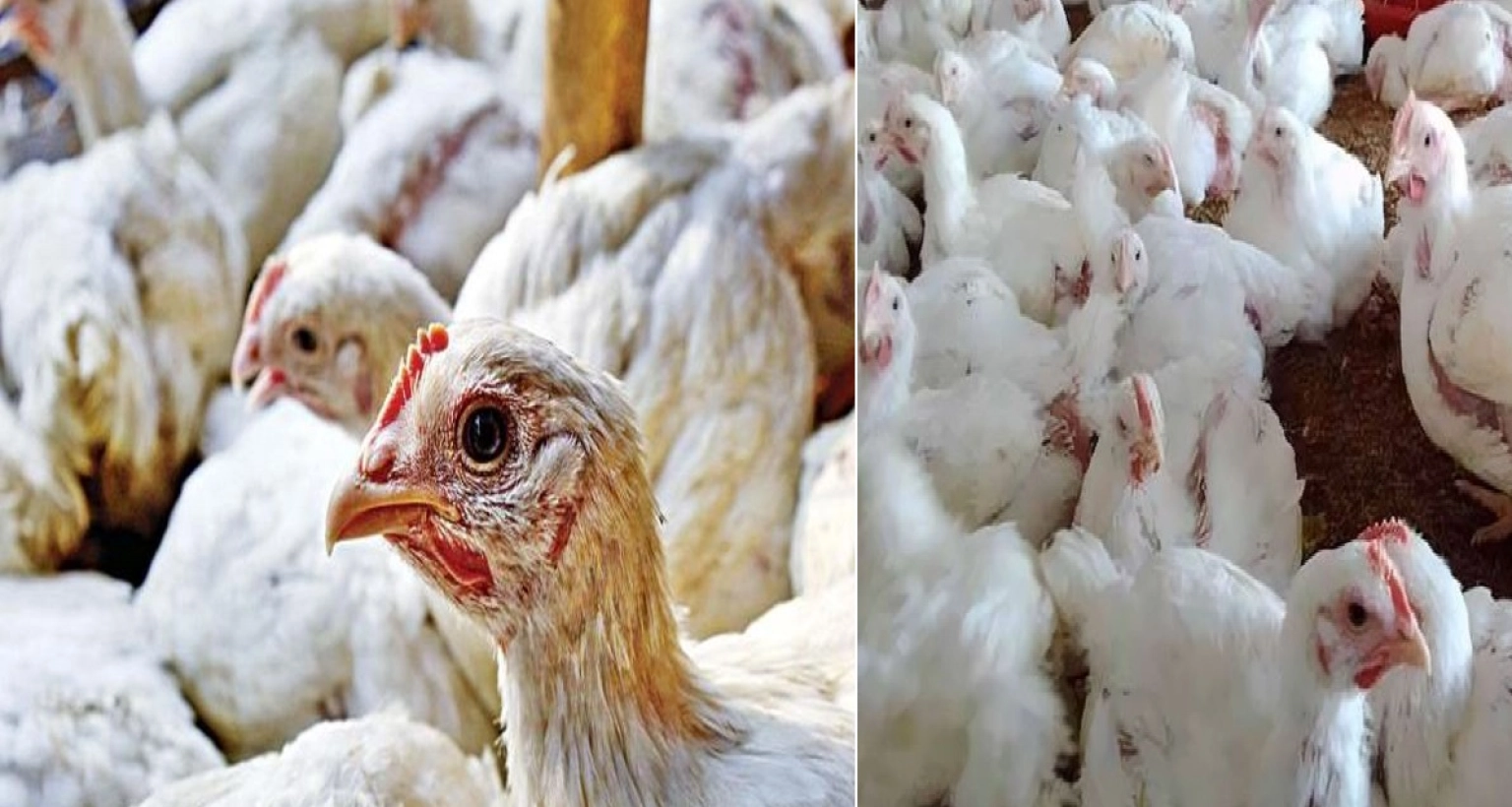 রাজধানীতে হঠাৎ পাল্টে গেল ব্রয়লার মুরগির বাজার