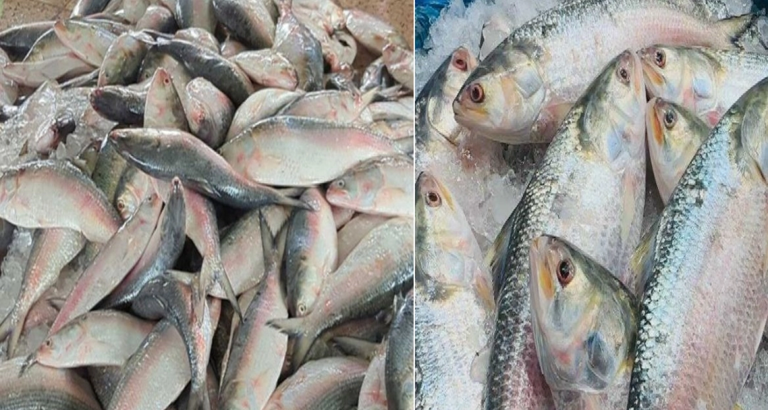 রাজশাহীতে হঠাৎ ইলিশের কেজি কত হলো জানেন?