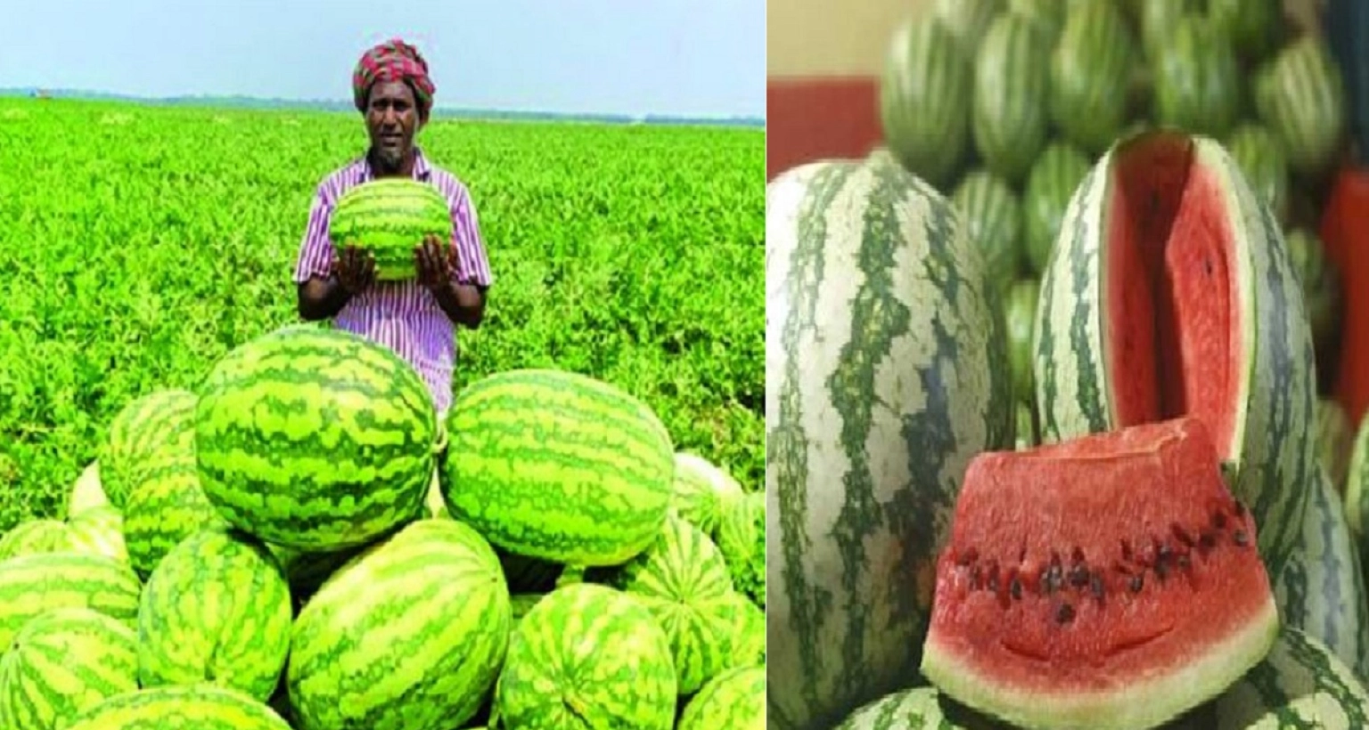 লাল মিষ্টি তরমুজ চেনার সবচেয়ে সহজ উপায়