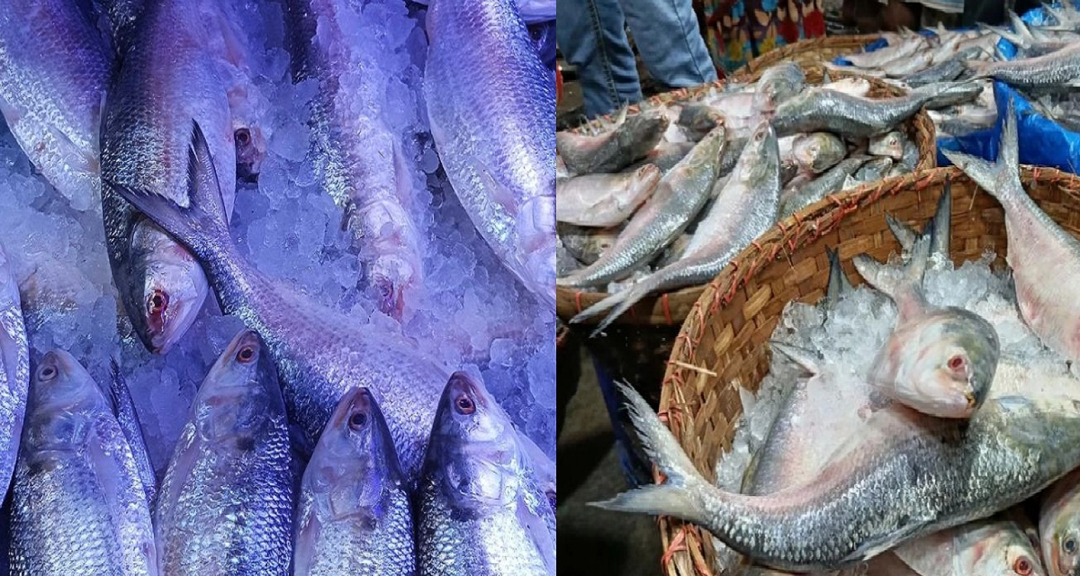 হঠাৎ-পাল্টে-গেল-বরিশালের-ইলিশের-বাজার