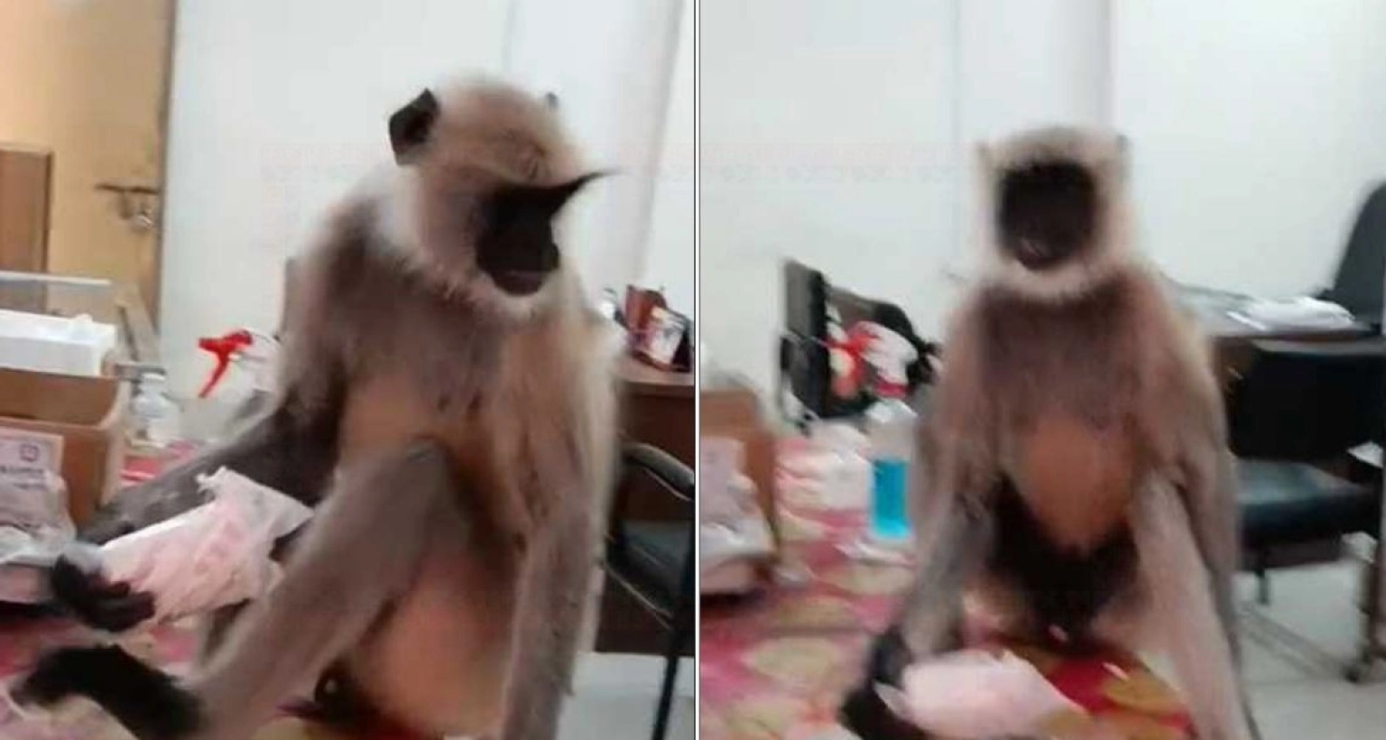 মানুষের মতোই চিকিৎসার খোঁজে সোজা হাসপাতালে আহত হনুমান