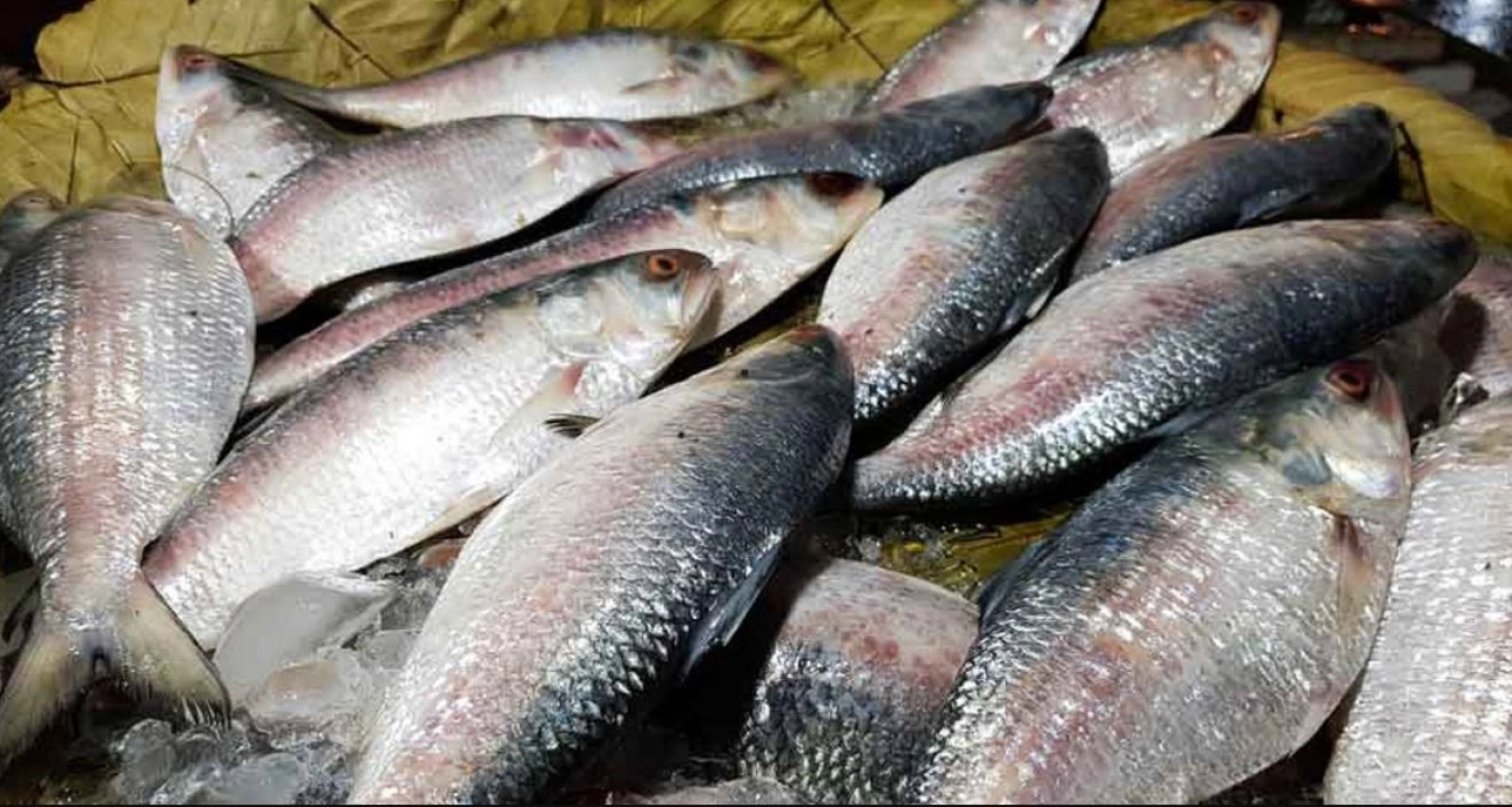 হঠাৎ-ইলিশের-দাম-অতীতের-সব-রেকর্ড-ছাড়িয়েছে