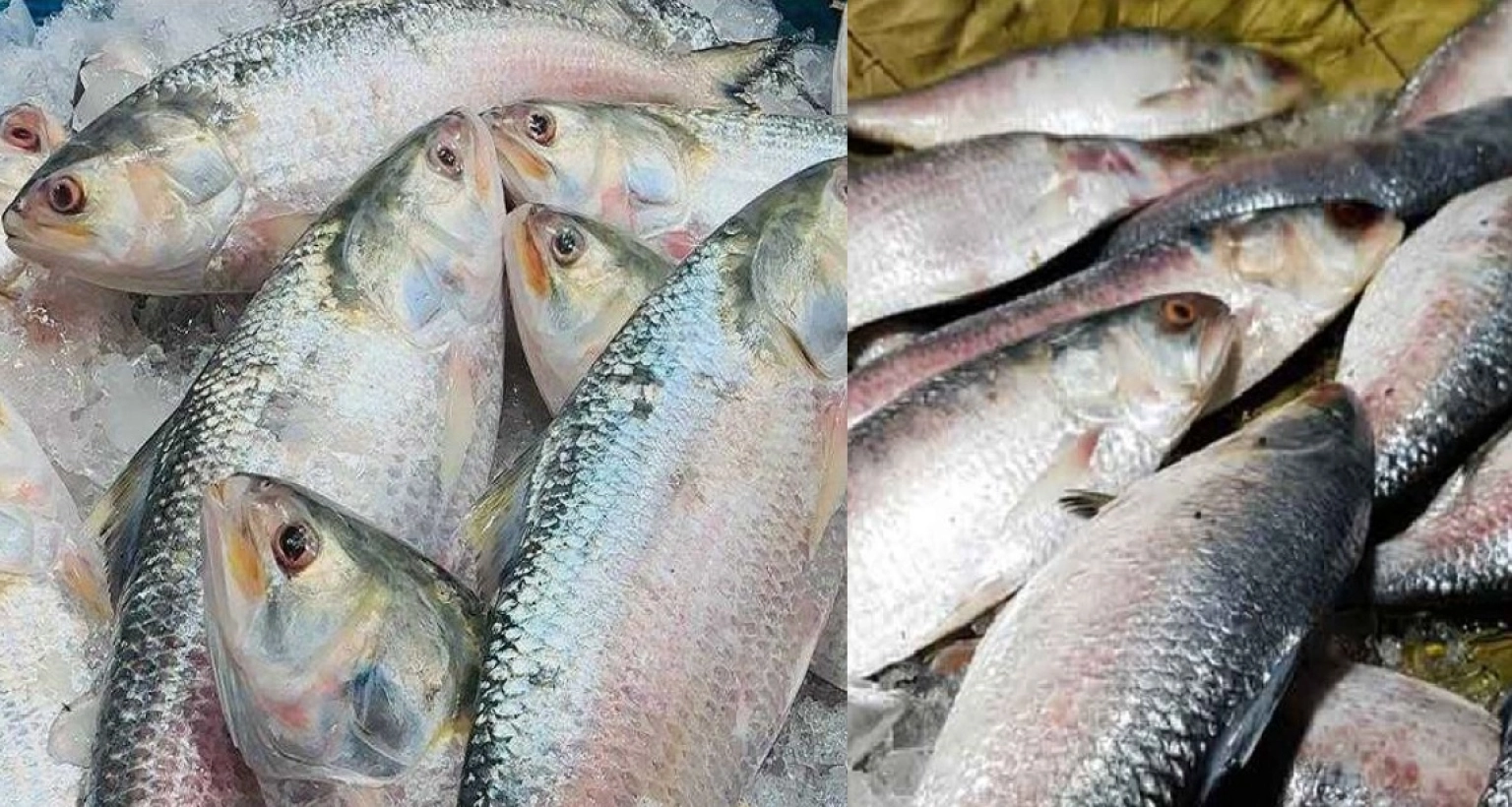 হঠাৎ দাম কমে ইলিশের কেজি কত হয়েছে জানেন?
