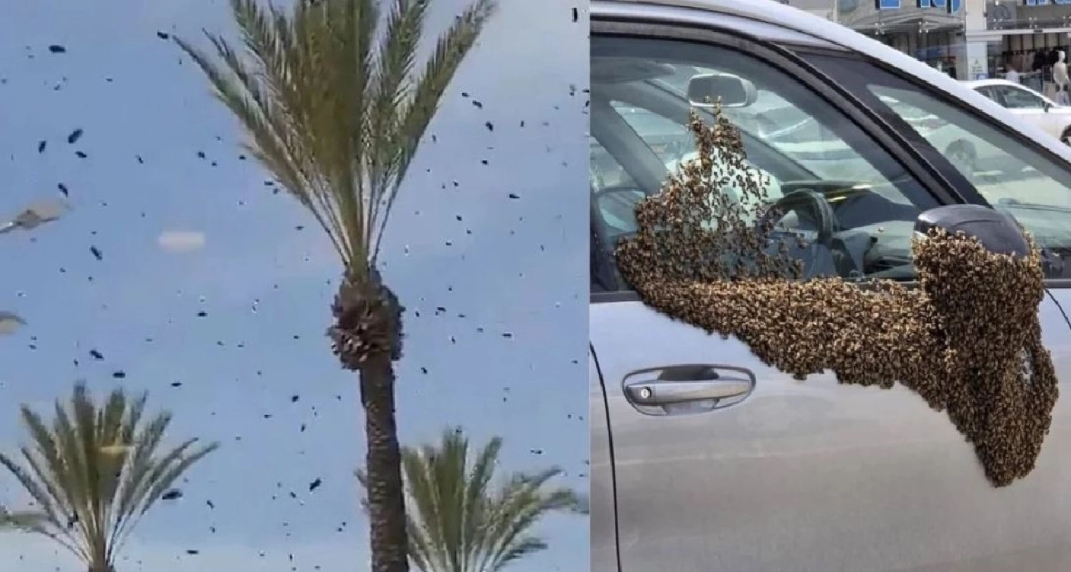 এবার হাজার হাজার মৌমাছির বিশাল ঝাঁক ঢেকে ফেলেছে ইসরায়েলের শহরের আকাশ