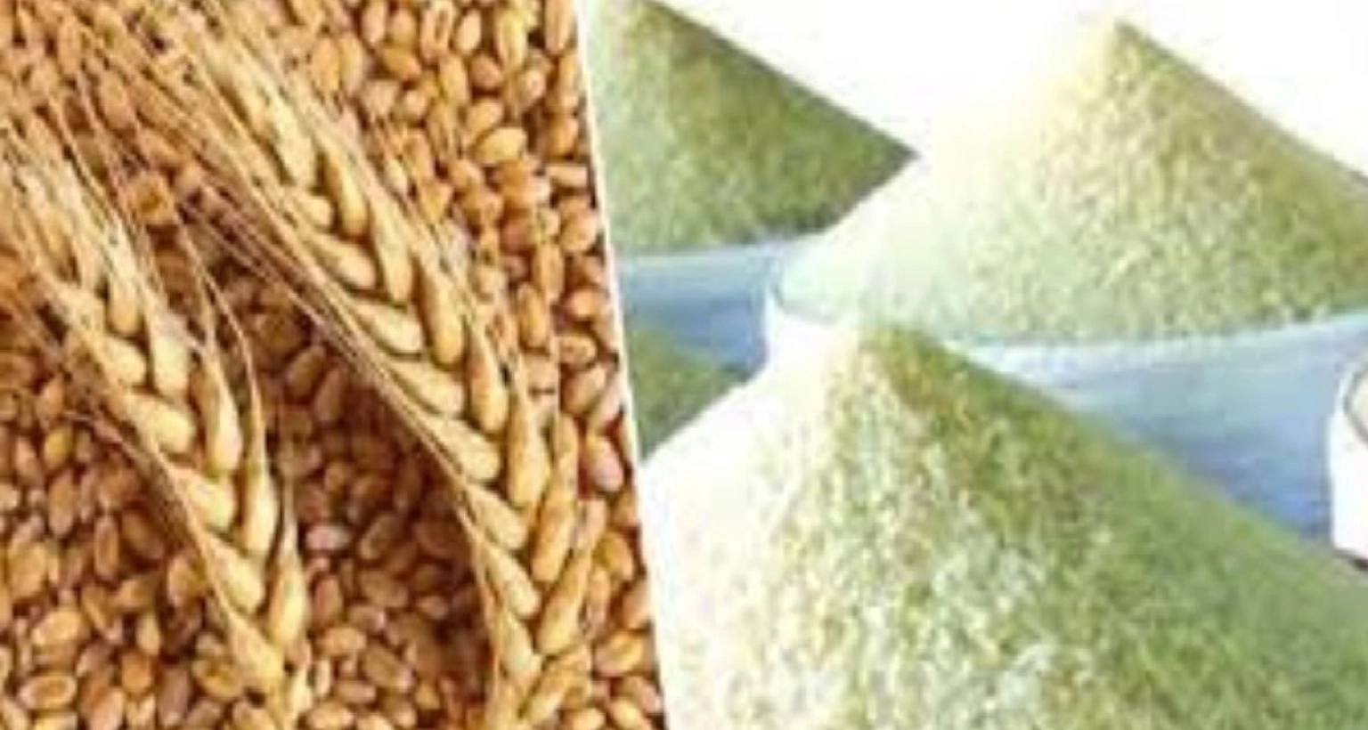 আতপ চালের কেজি ৪৮ ও গম ৩৬ টাকা নির্ধারণ