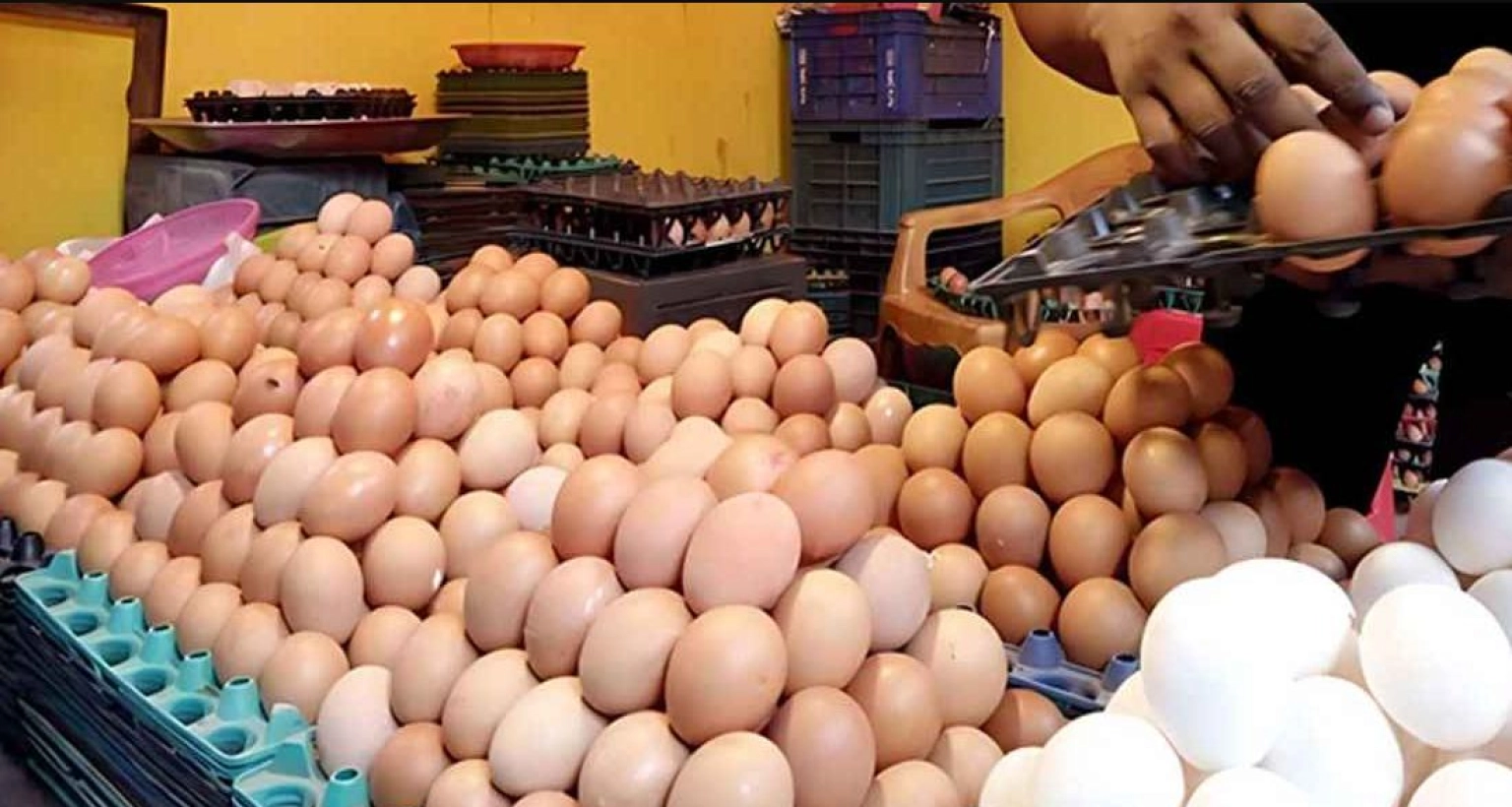 রাজধানীতে সেই ১০০ টাকার ডিম হঠাৎ কত হলো জানেন?