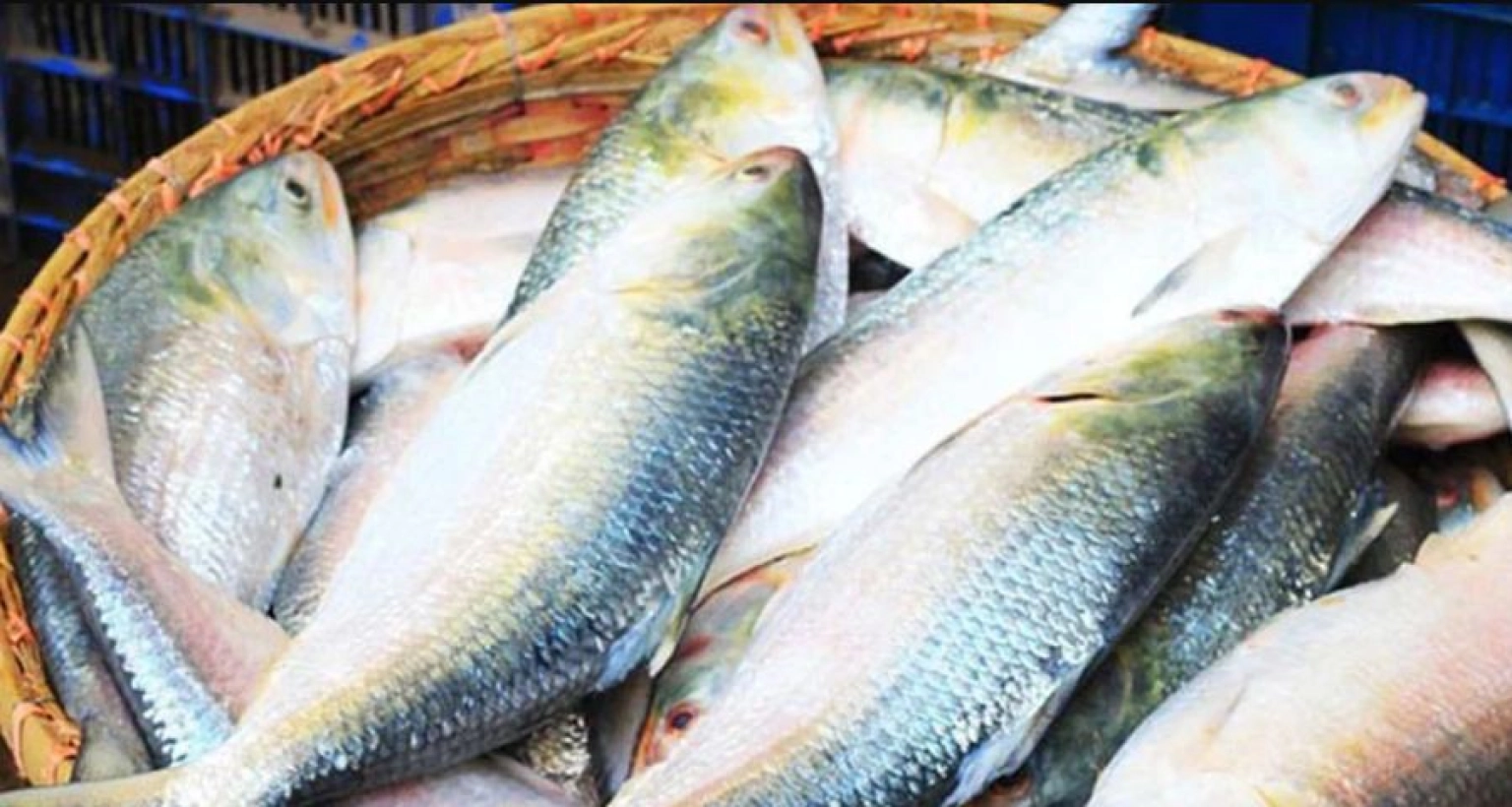 হঠাৎ-ধস-একি-খবর-ইলিশ-নিয়ে