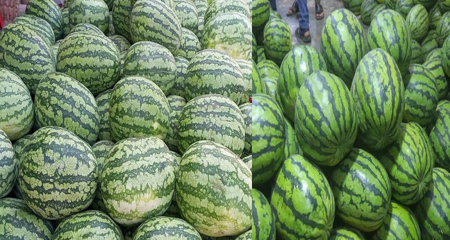 কখন-তরমুজ-খাওয়া-সবচেয়ে-নিরাপদ-