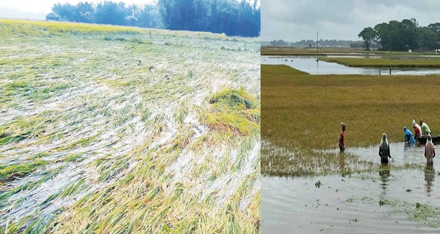 ‘জমির ধান পনির নিচে চলে গেছে, আমি এখন কি করবো জানি না’ 