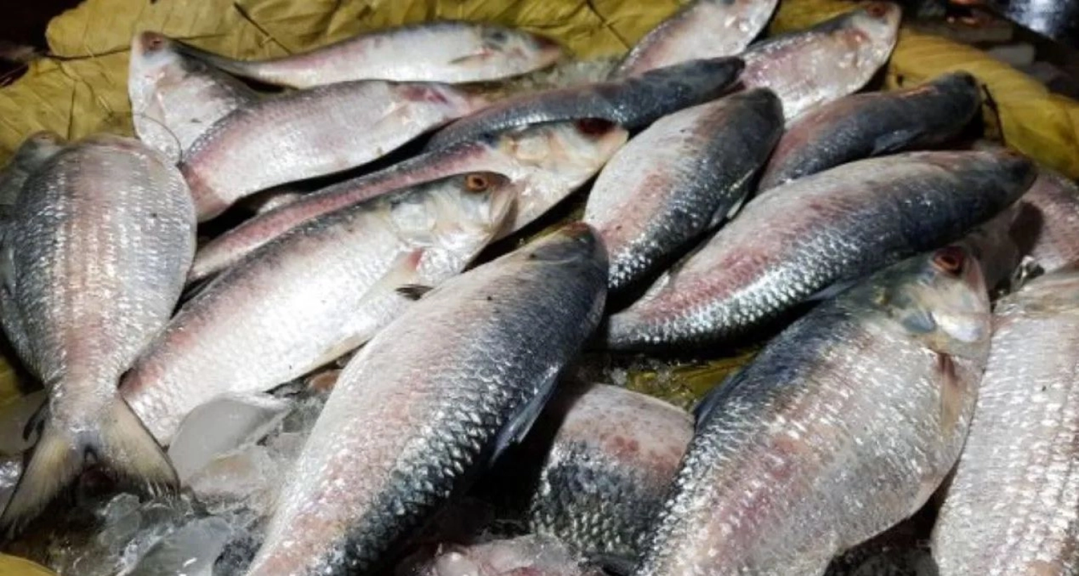 ইলিশ ধরা শুরু, বিক্রি হচ্ছে যত টাকা কেজিতে