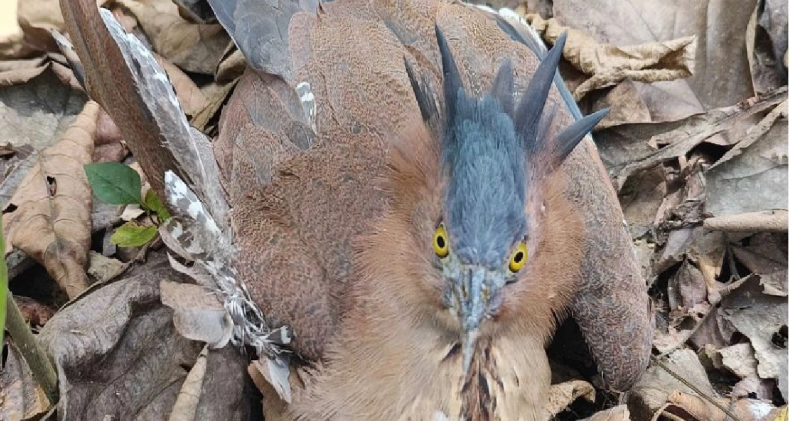  অভিযান চালিয়ে উদ্ধার করা হলো নাইট হিরন 