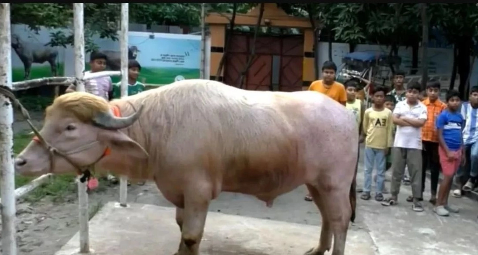 কোরবানির হাটে প্রধান আকর্ষণ বিরল চেহারার এক গোলাপি মহিষ