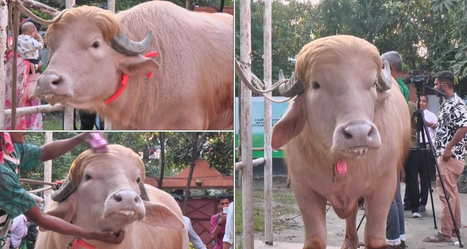 অবশেষে যত টাকা কেজিতে বিক্রি হলো ‘ডোনাল্ড ট্রাম্প’