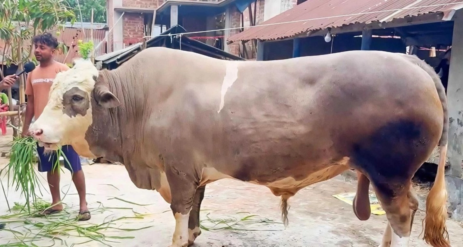 ১৬০০ কেজির ‘নেইমার’, দাম হাঁকা হচ্ছে ১২ লাখ টাকা