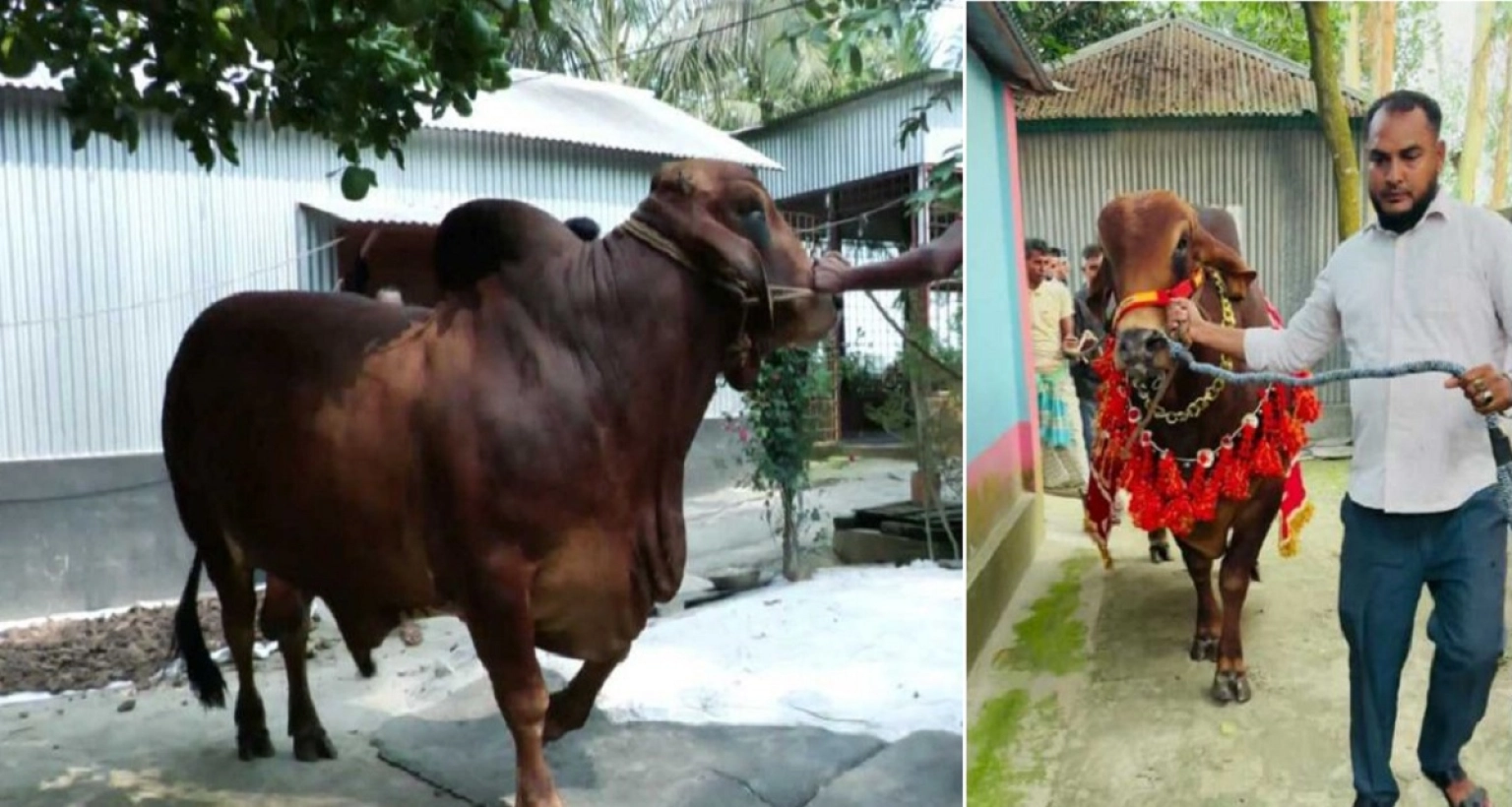 ‘সুপারস্টার’-নামের-গরুটি-বিক্রি-হলো-২০-লাখ-টাকায়