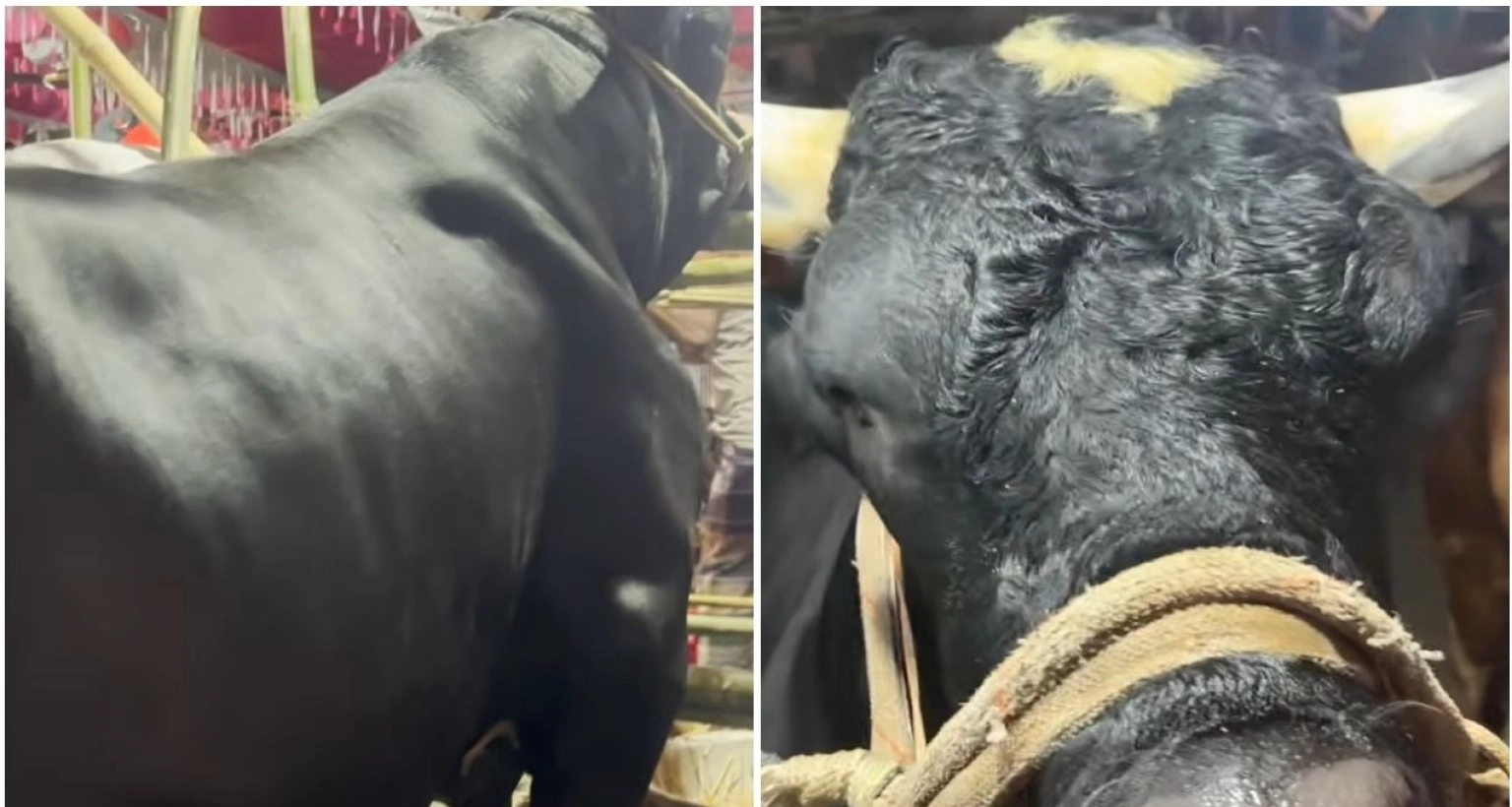 প্রচুর খায় আর বেশি চিৎকার করে, তাই এই গরুর নাম ‘নাসীরুদ্দিন পাটোয়ারী’