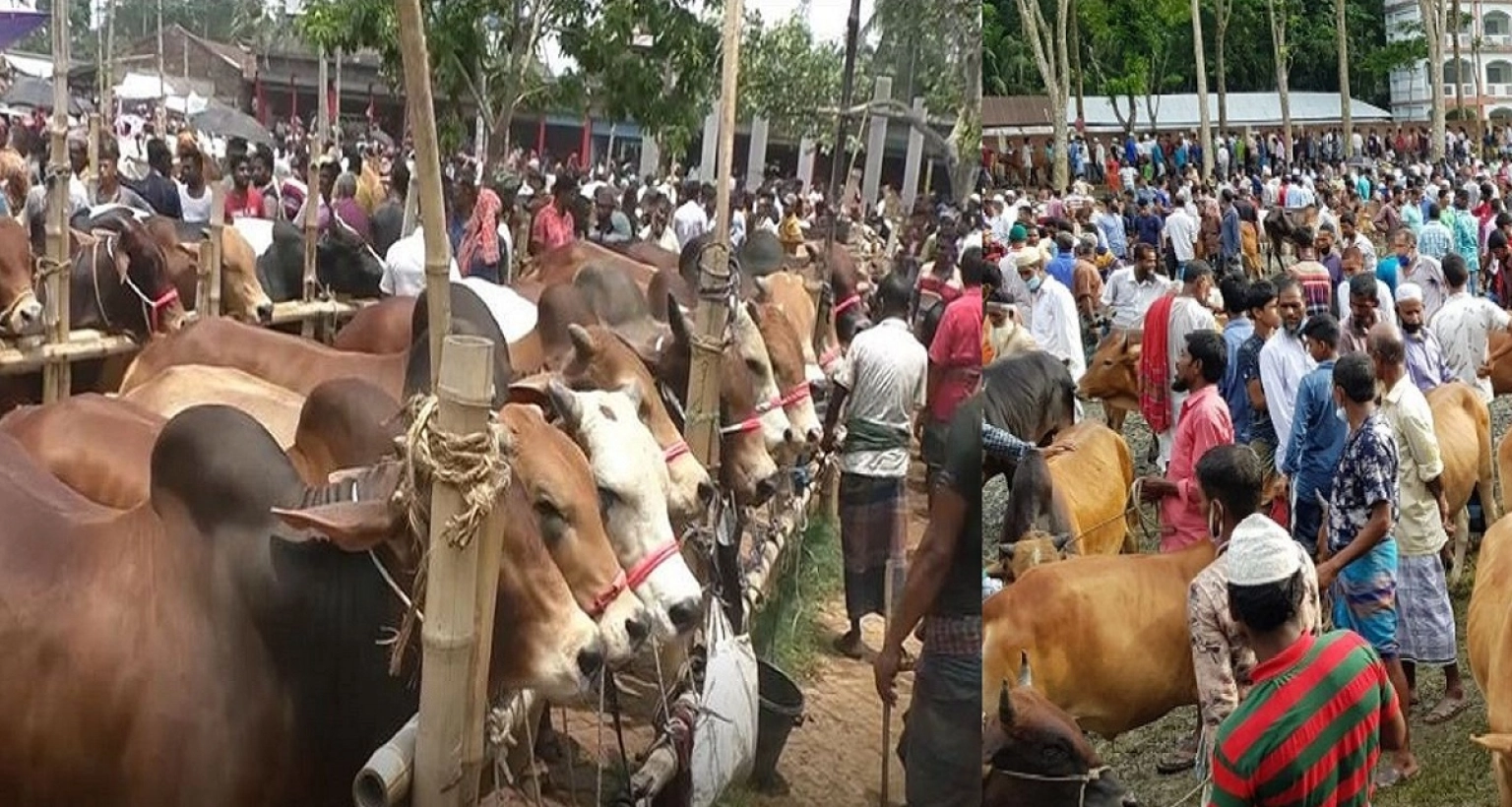 আজ কেমন দামে বিক্রি হচ্ছে কোরবানির পশু? যা জানা গেল