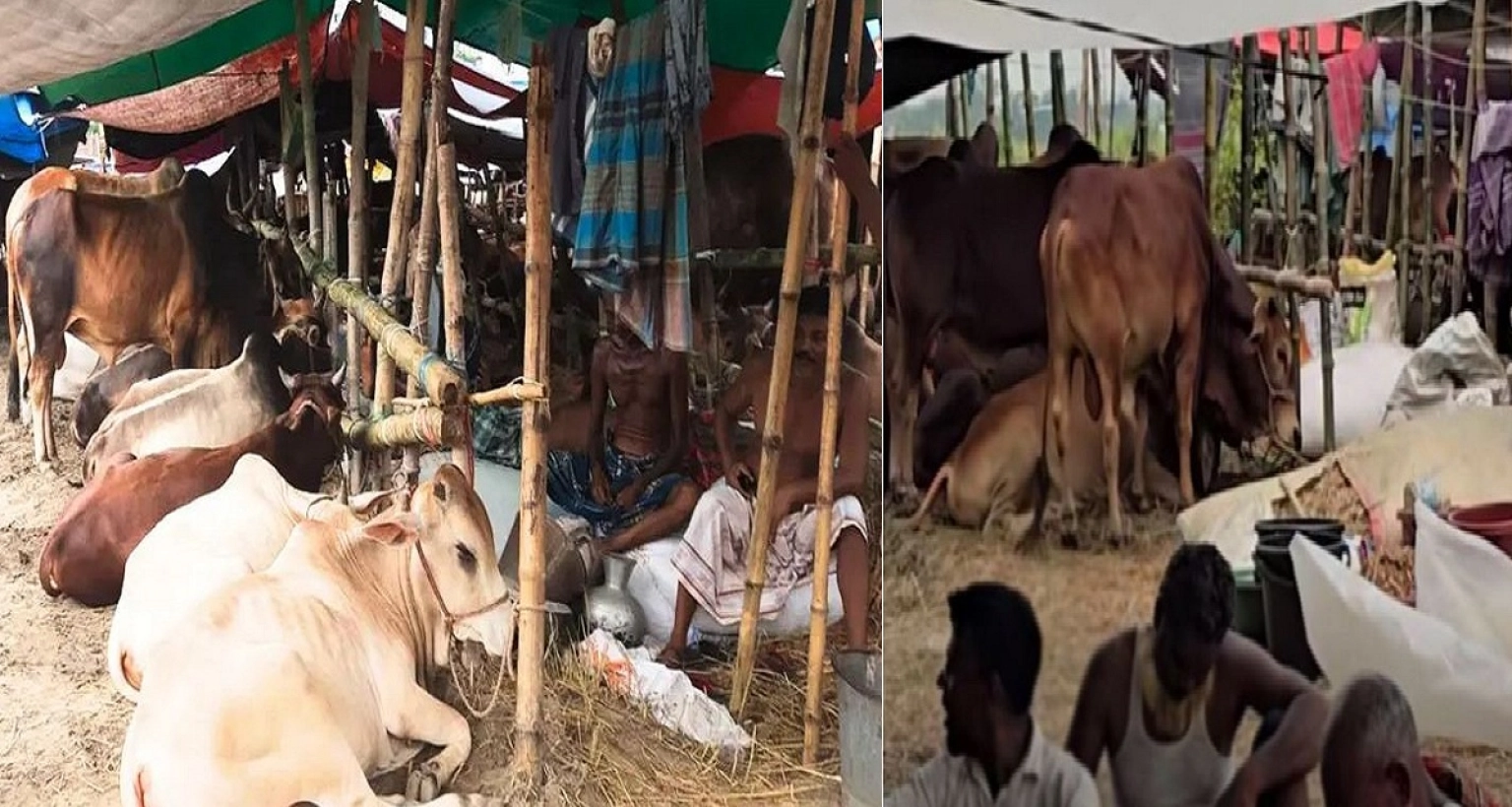 রাজধানীর যে বাজারে অসংখ্য গরু থাকলেও ক্রেতার সংখ্যা শূন্য