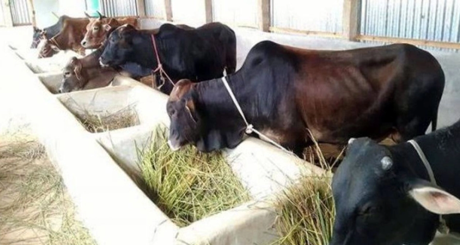 কোন-গরু-ইনজেকশন-দিয়ে-ফোলানো--বুঝার-সহজ-উপায়