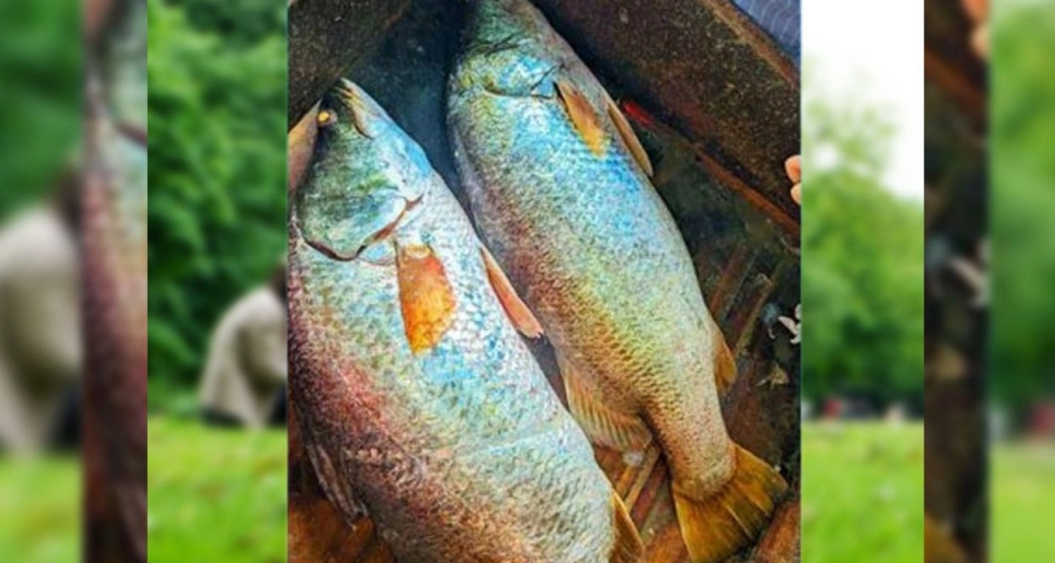 ৪৬,২০০ টাকায় বিক্রি হলো এই দুইটি মাছ