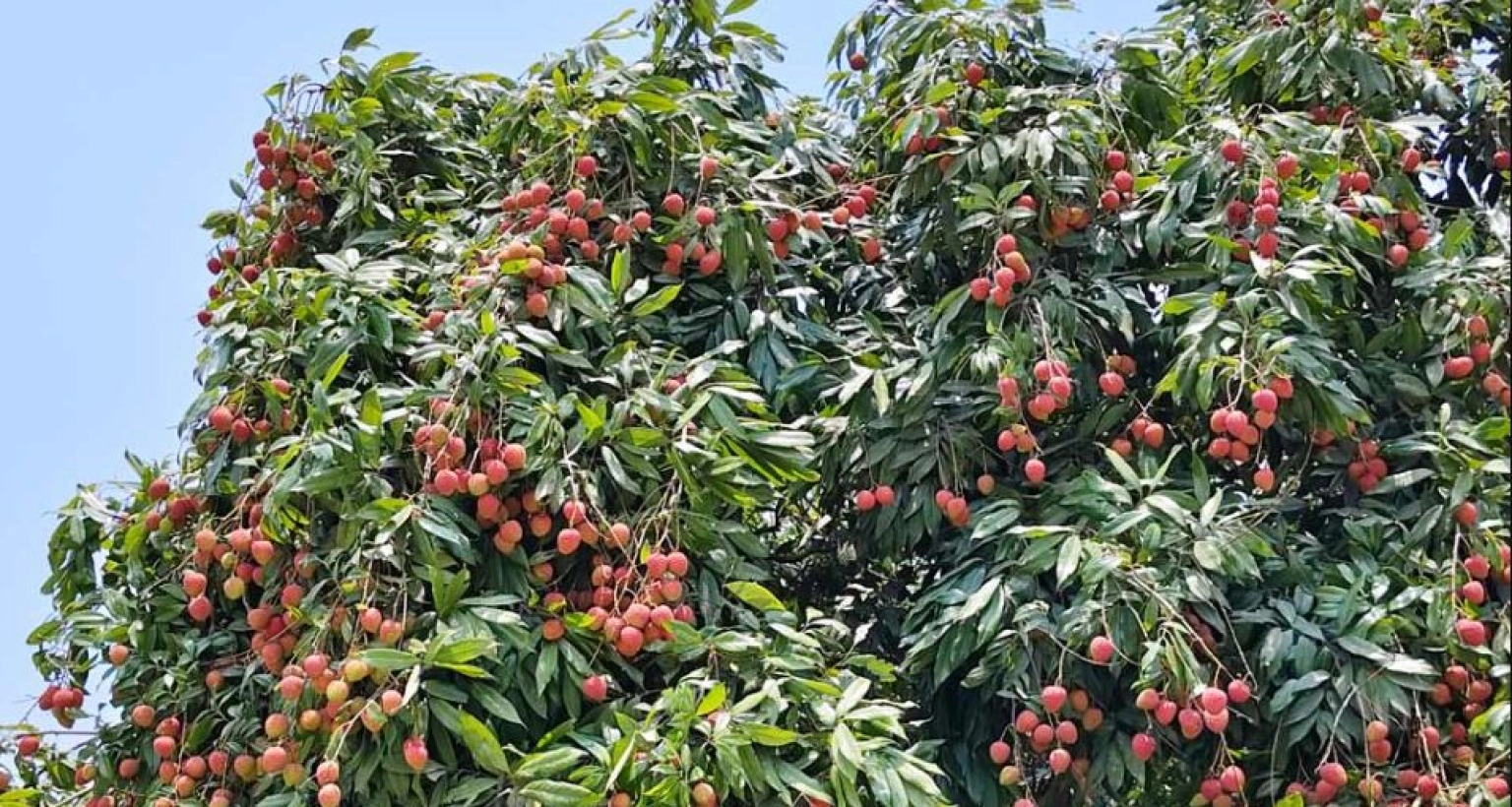 দিনে কয়টি লিচু খাওয়া নিরাপদ?