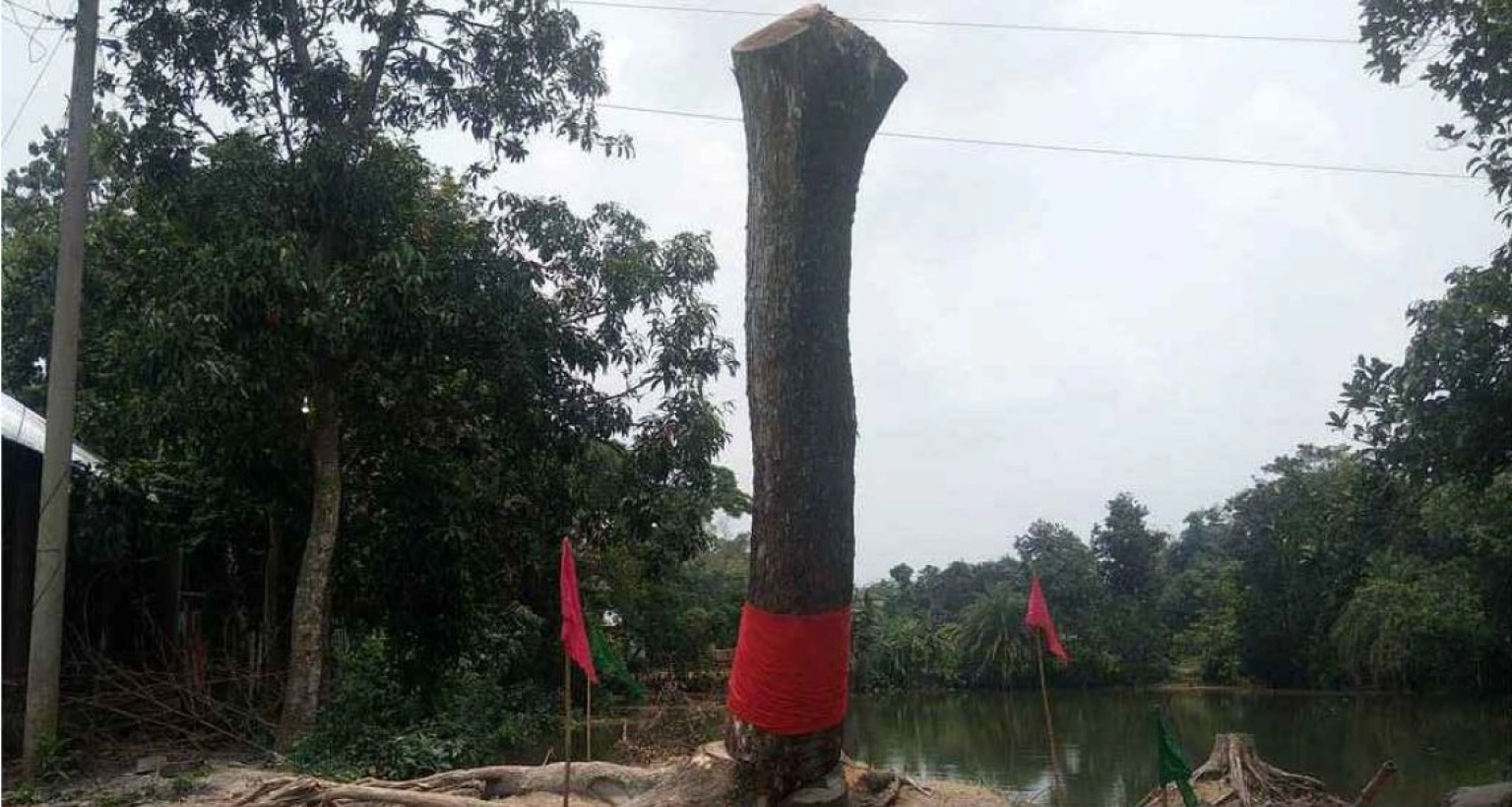 কাটার-পর-আবারও-‘উঠে-দাঁড়াল-ঝড়ে-পড়া-গাছ’-রীতি-মতো-হইচই