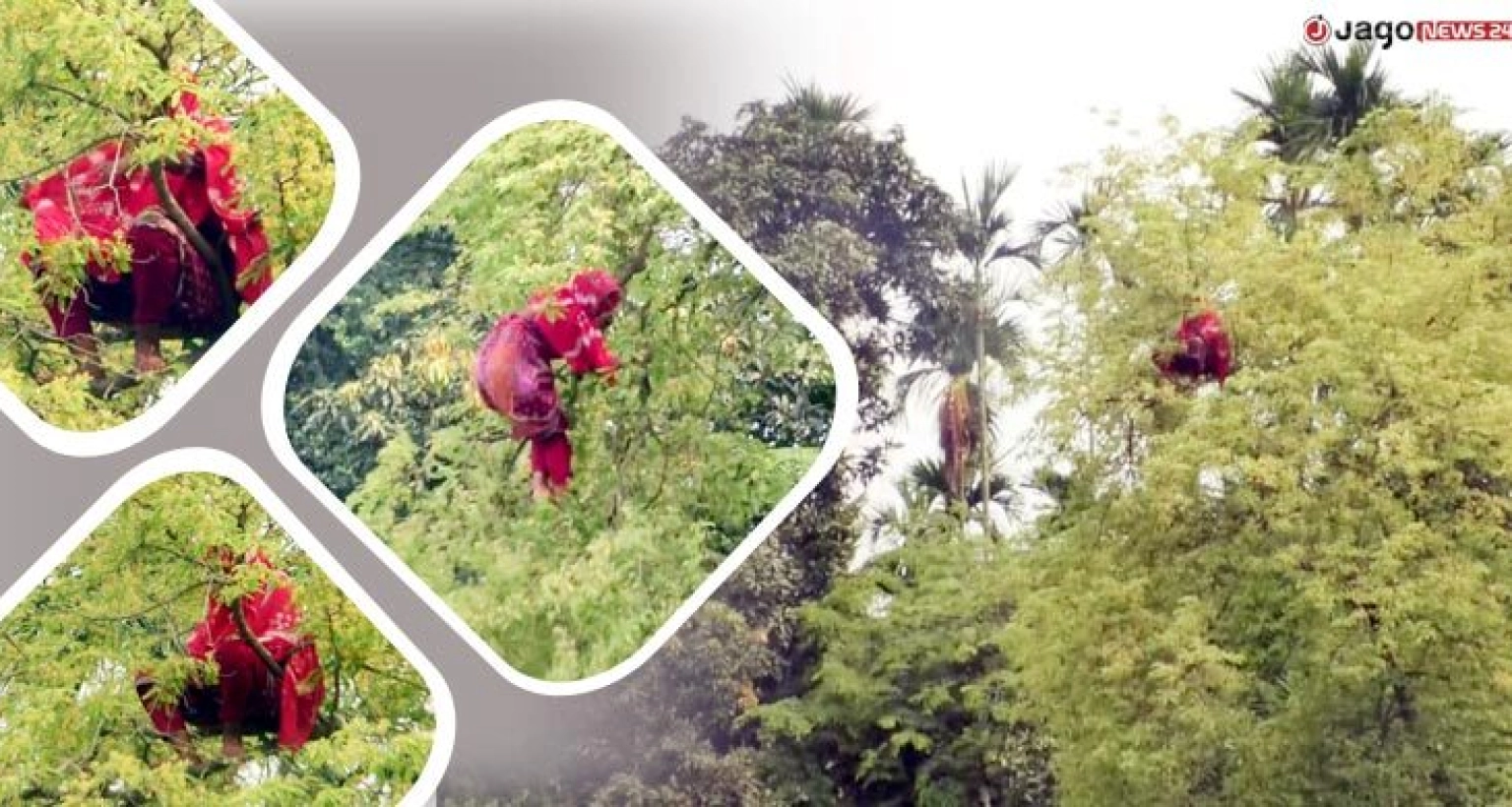 ১ মাস পর আবারও তেঁতুল গাছের মগডালে ‌সাজেদা