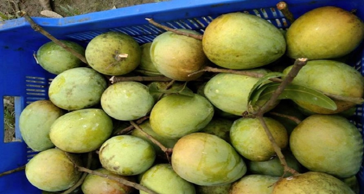 আজ-থেকে-বাজারে-মিলবে-স্বাদে-গন্ধে-অতুলনীয়-জিআই-স্বীকৃত-সেই-আম