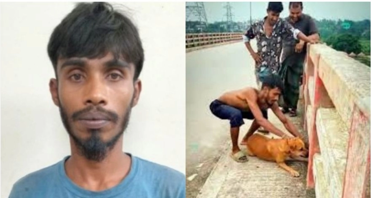 গলায়-ইট-বেঁধে-কুকুরকে-নদীতে-ফেলে-হত্যার-ঘটনায়-ব্যথিত-প্রধানমন্ত্রী-ব্যবস্থা-নেয়ার-নির্দেশ