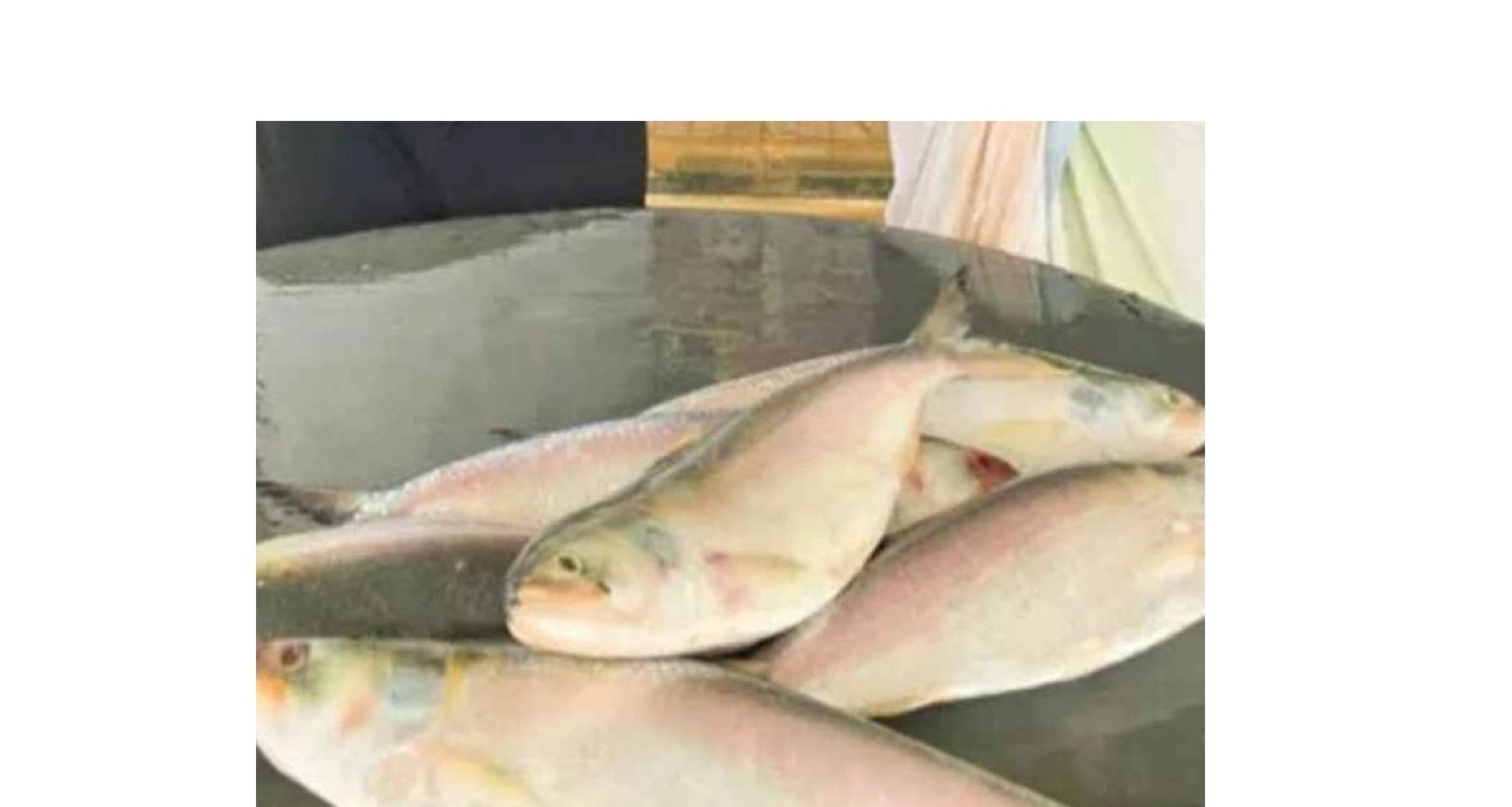 ৪৭-হাজার-৩০০-টাকায়-বিক্রি-হলো-ছয়টি-ইলিশ