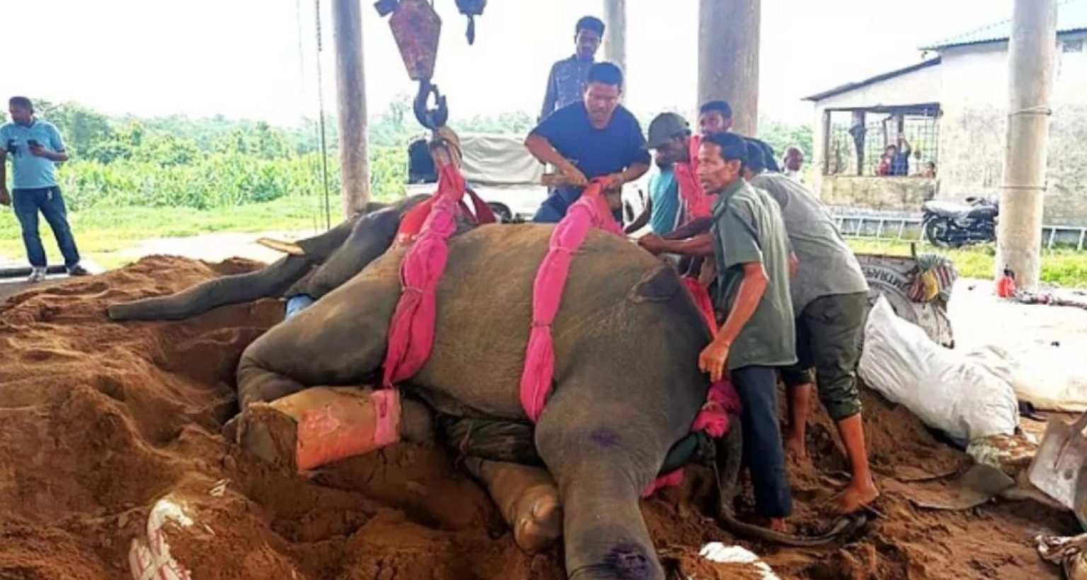 ভালো-নেই-‘রাজু-বাহাদুর’-চিকিৎসায়-থাই-বিশেষজ্ঞ-দল