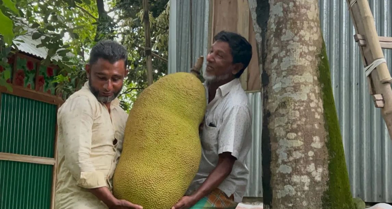 ১০-হাজার-টাকায়-বিক্রি-হলো-দুই-মণ-ওজনের-এই-কাঁঠাল