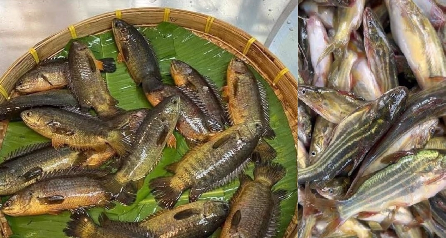 গবেষণায় মাইক্রোপ্লাস্টিক মিলেছে ৫ দেশি মাছেও