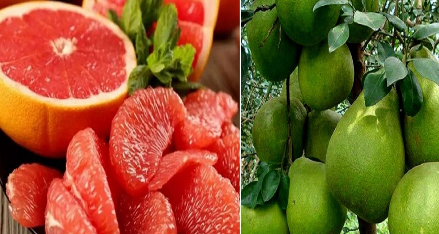 যারা-ভুলেও-জাম্বুরা-খাবেন-না