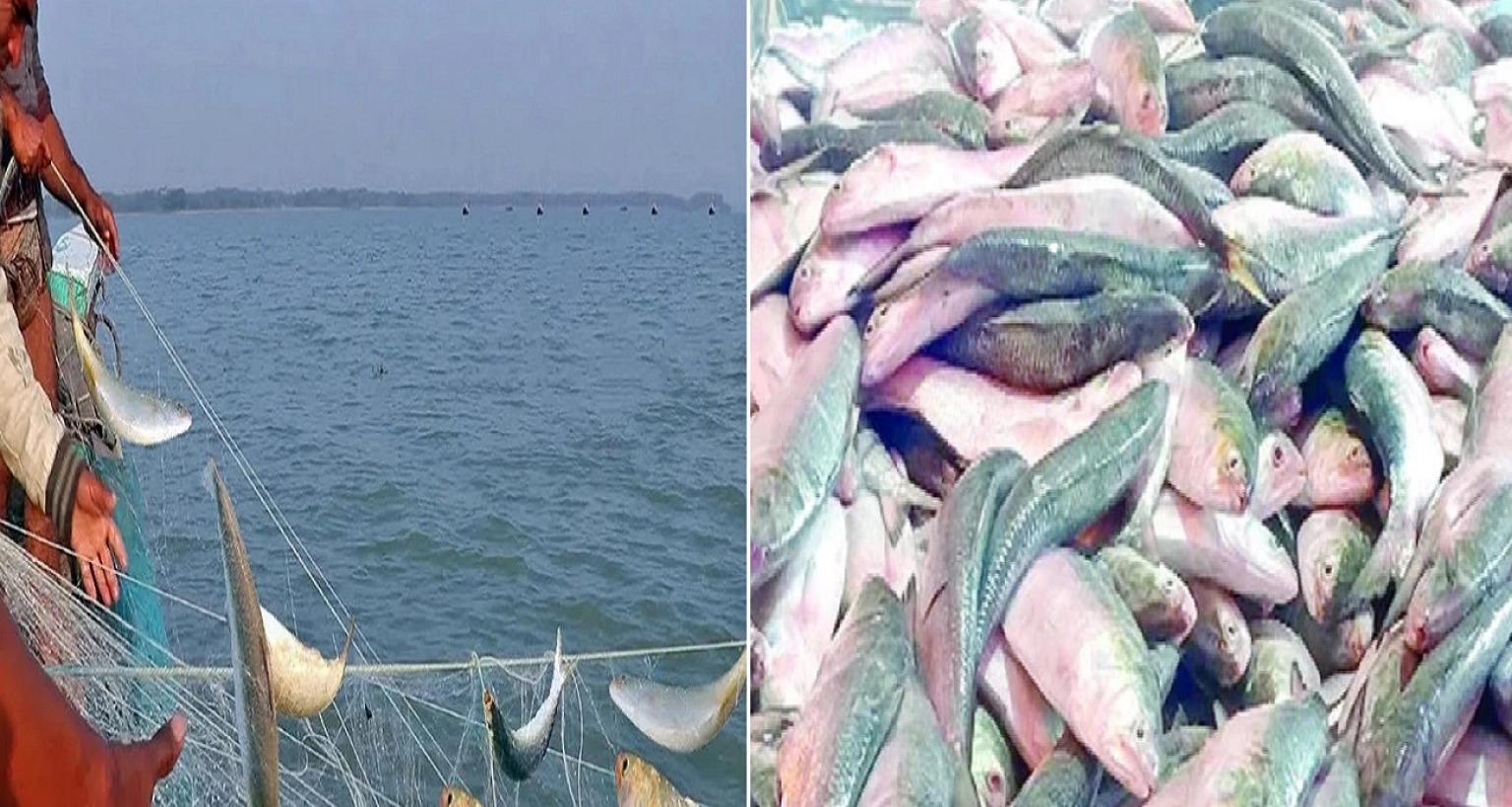 ধরা পড়ছে লাখ লাখ ইলিশ! চট্রগ্রামে কেজি কত হলো জানেন?