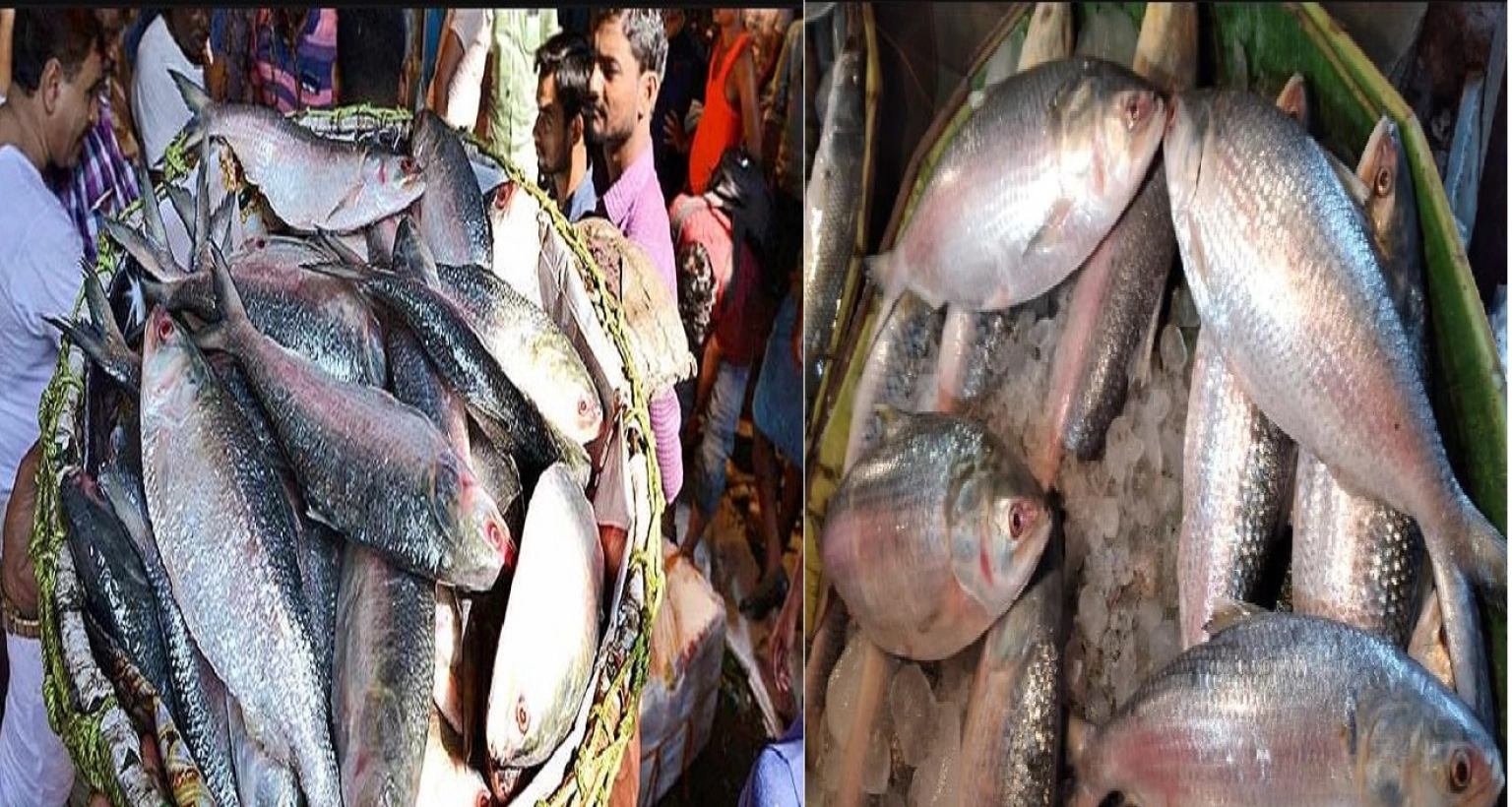 বাজারে বেড়েছে ইলিশের সরবরাহ, আজ কেজি যত হলো