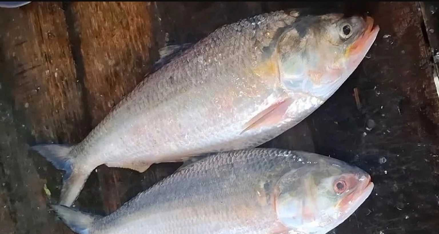 জানেন-কত-টাকায়-বিক্রি-হলো-সাড়ে-৩-কেজি-ওজনের-দুই-ইলিশ-
