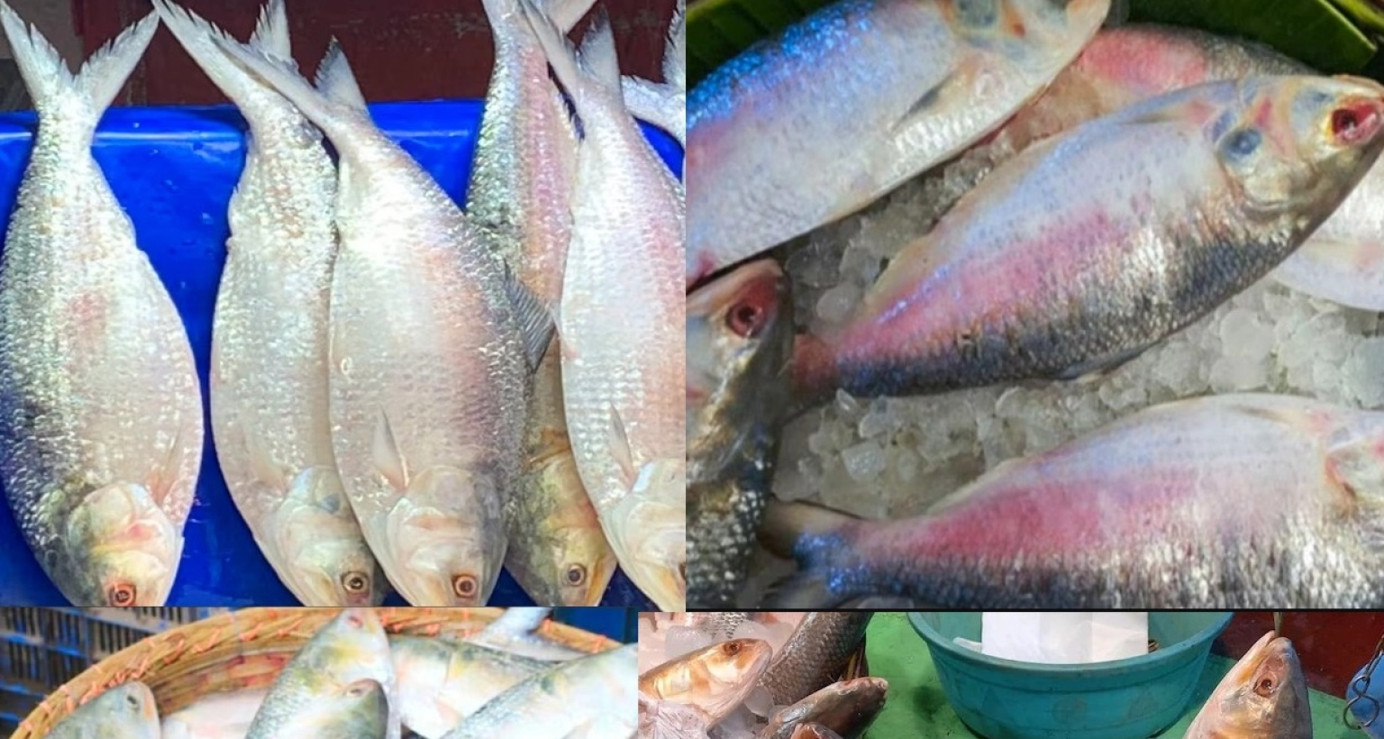 নদীর-তুলনায়-সাগরের-ইলিশ-অনেক-বেশি-সুস্বাদু-চেনার-উপায়