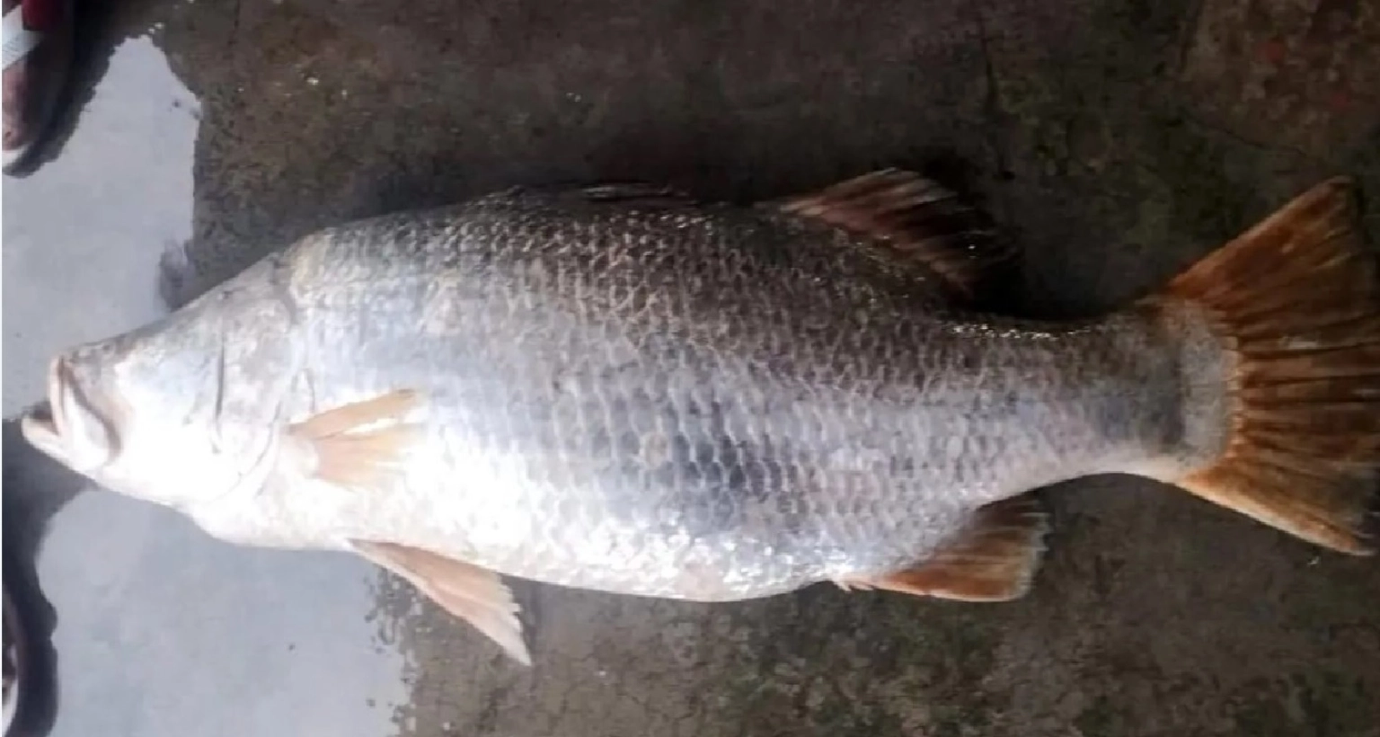 ৩৫-হাজারে-বিক্রি-হলো-২৫-কেজির-মাছটি
