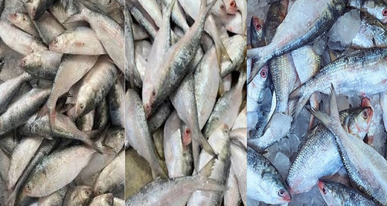 বেশি স্বাদ লাগে কত ওজনের ইলিশ, তাহলে জানুন