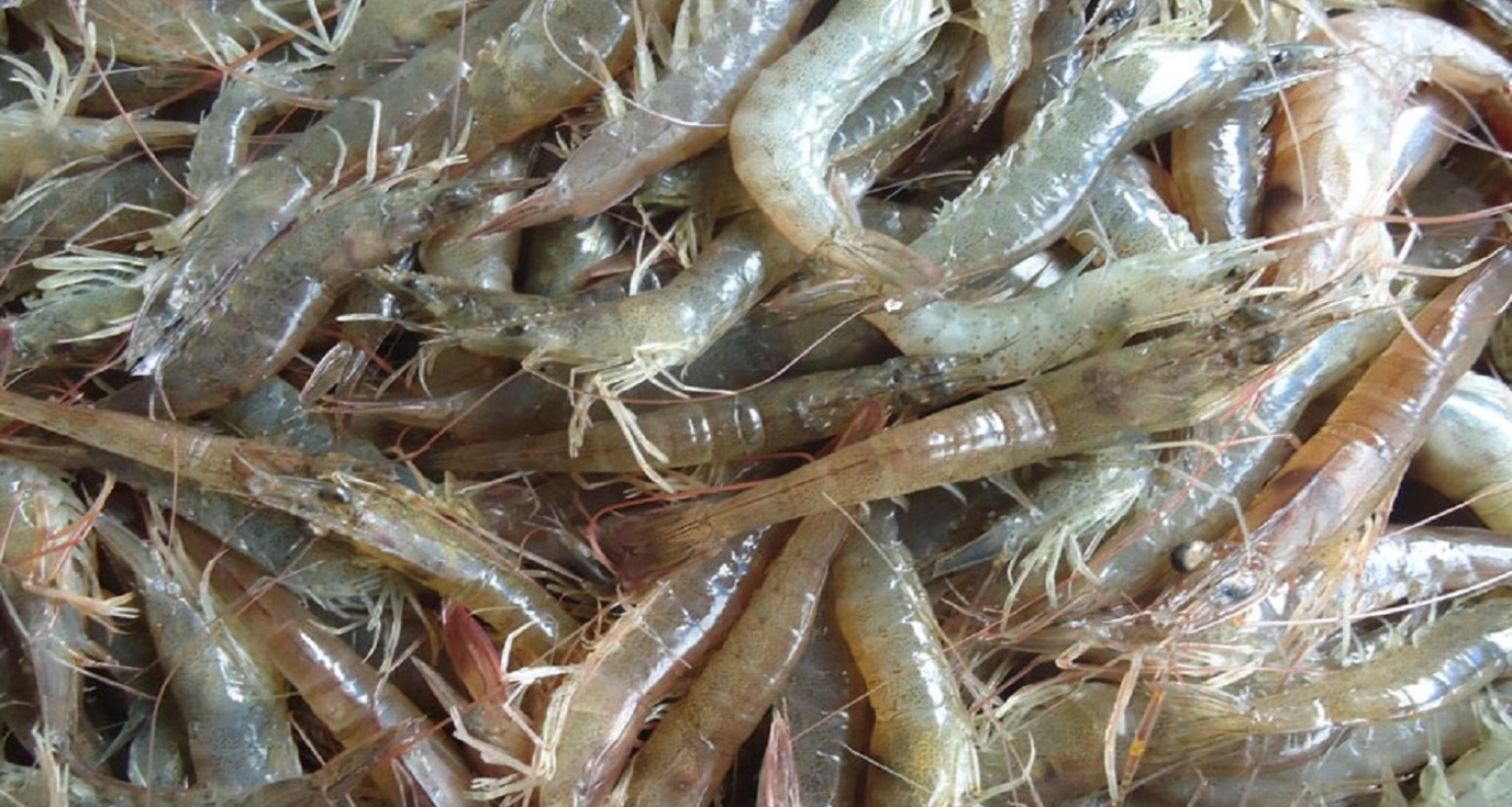 ৬০০ টাকার চিংড়ি এখন ১৩৫০ টাকা 