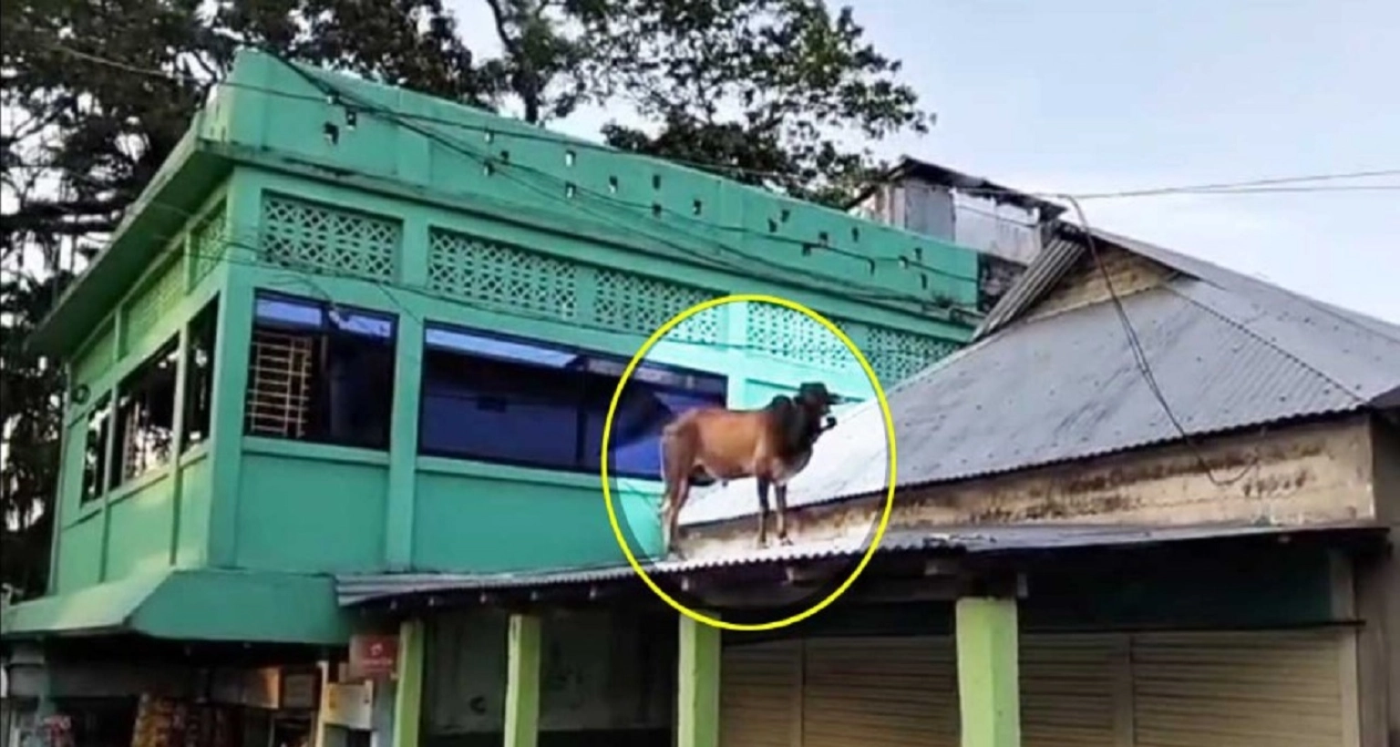 টিনের চালে ষাঁড়, ভিডিও ভাইরাল