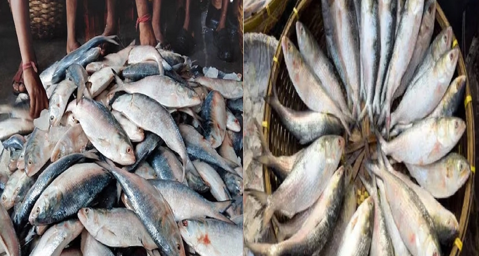 মাথা দেখেই চিনে নিন সবথেকে সুস্বাদু ইলিশ