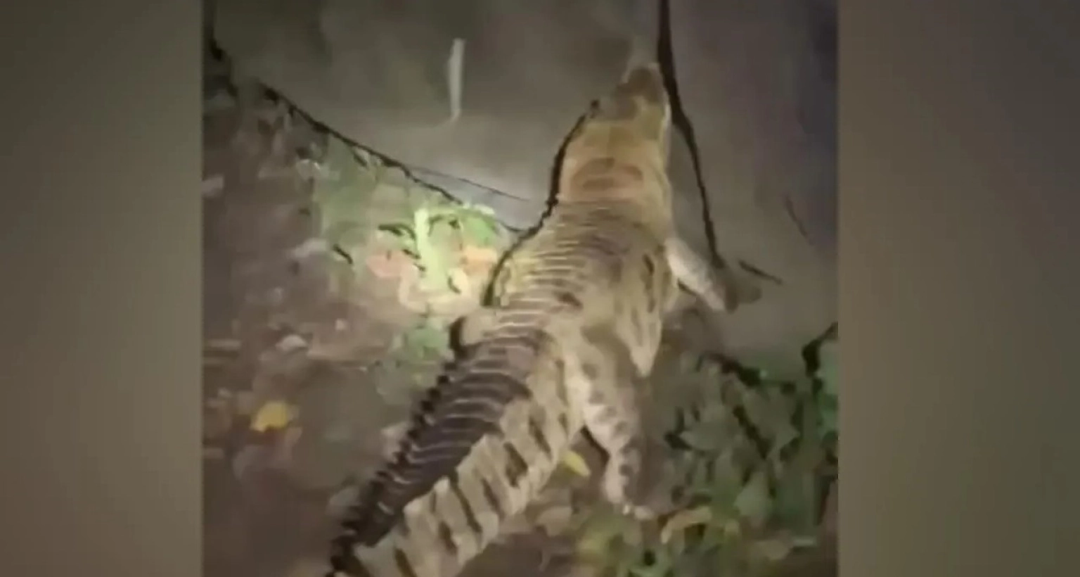 কুমির ঘুরছে নারায়ণগঞ্জে লোকালয়ে, আতঙ্কিত এলাকাবাসী