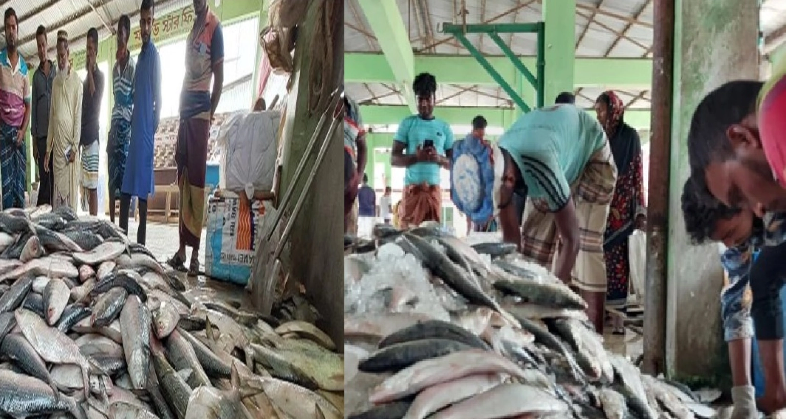মৌসুমের-শেষ-প্রান্তে-এসে-হঠাৎ-বদলে-গেল-ইলিশের-বাজারের-চিত্র