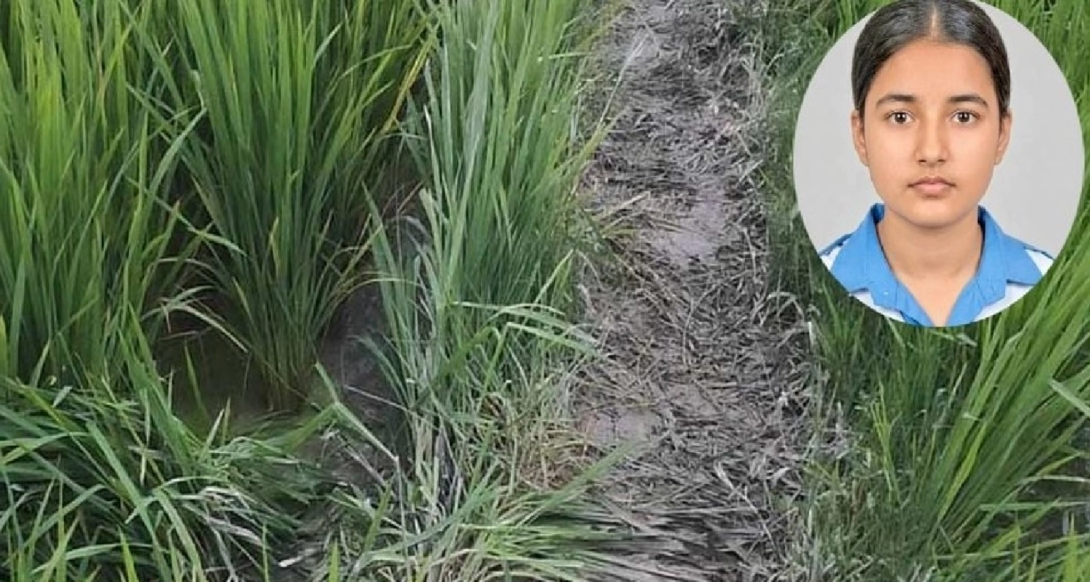 ধান-খেত-জুড়ে-ধস্তাধস্তির-চিহ্ন-ধারণা-করা-হচ্ছে